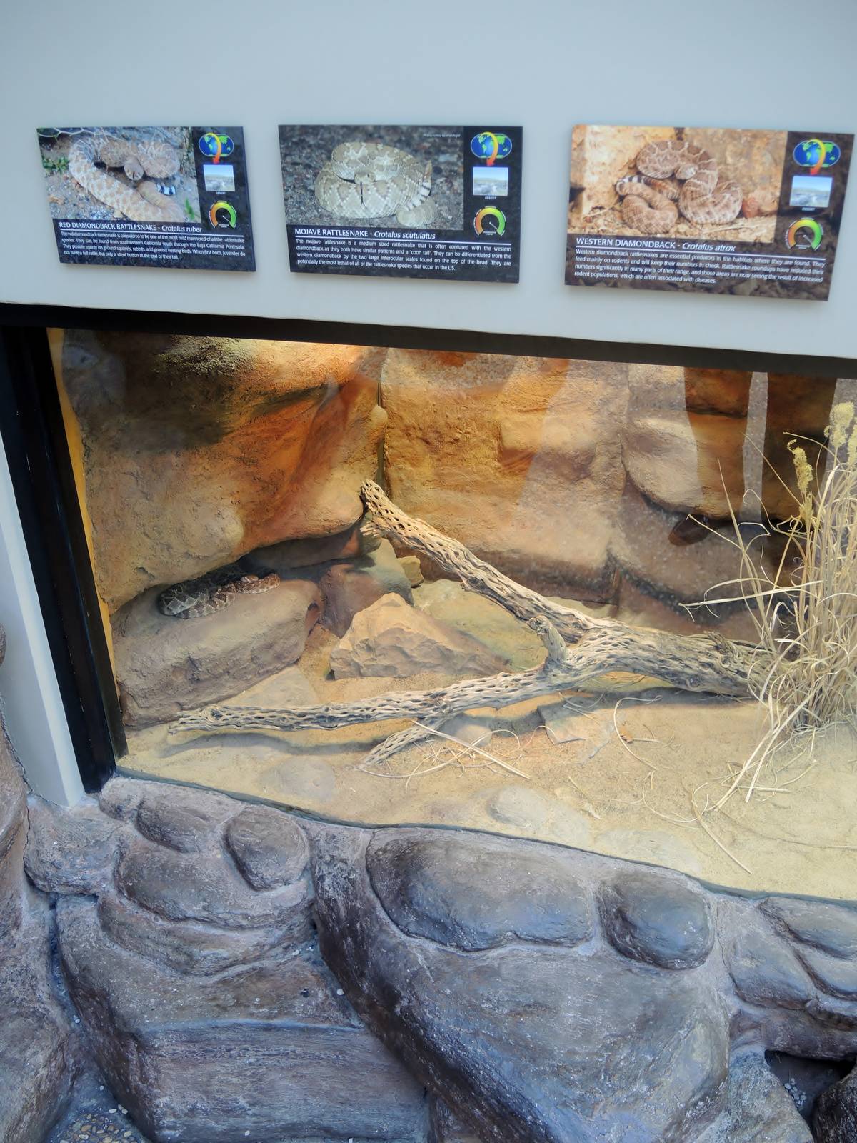 Wild Life Trek - Life in the Desert