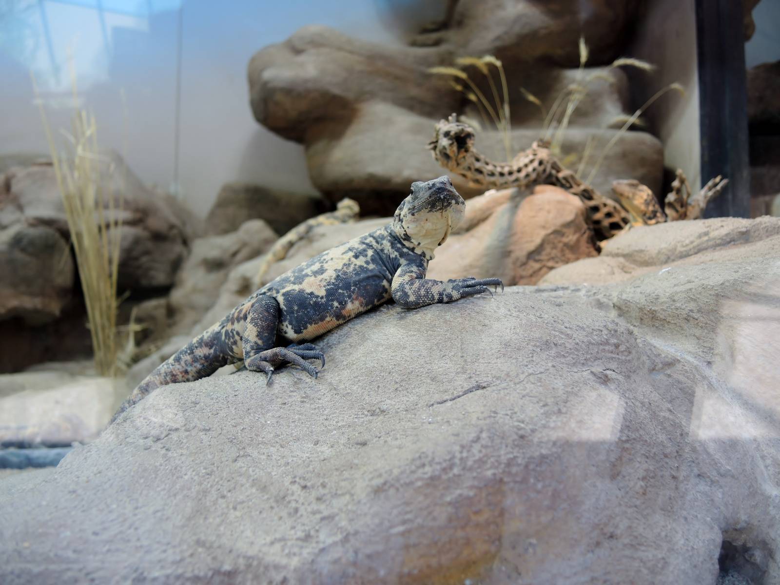 Wild Life Trek - Life in the Desert