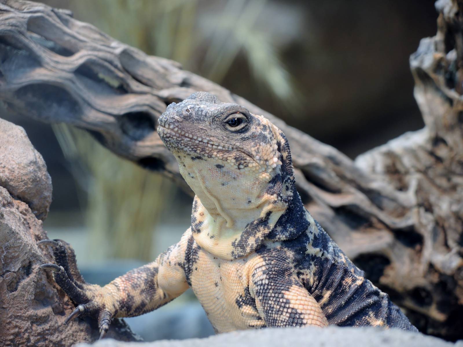 Wild Life Trek - Life in the Desert