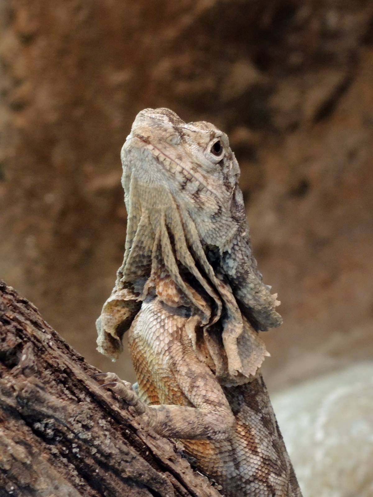 Wild Life Trek - Life in the Desert