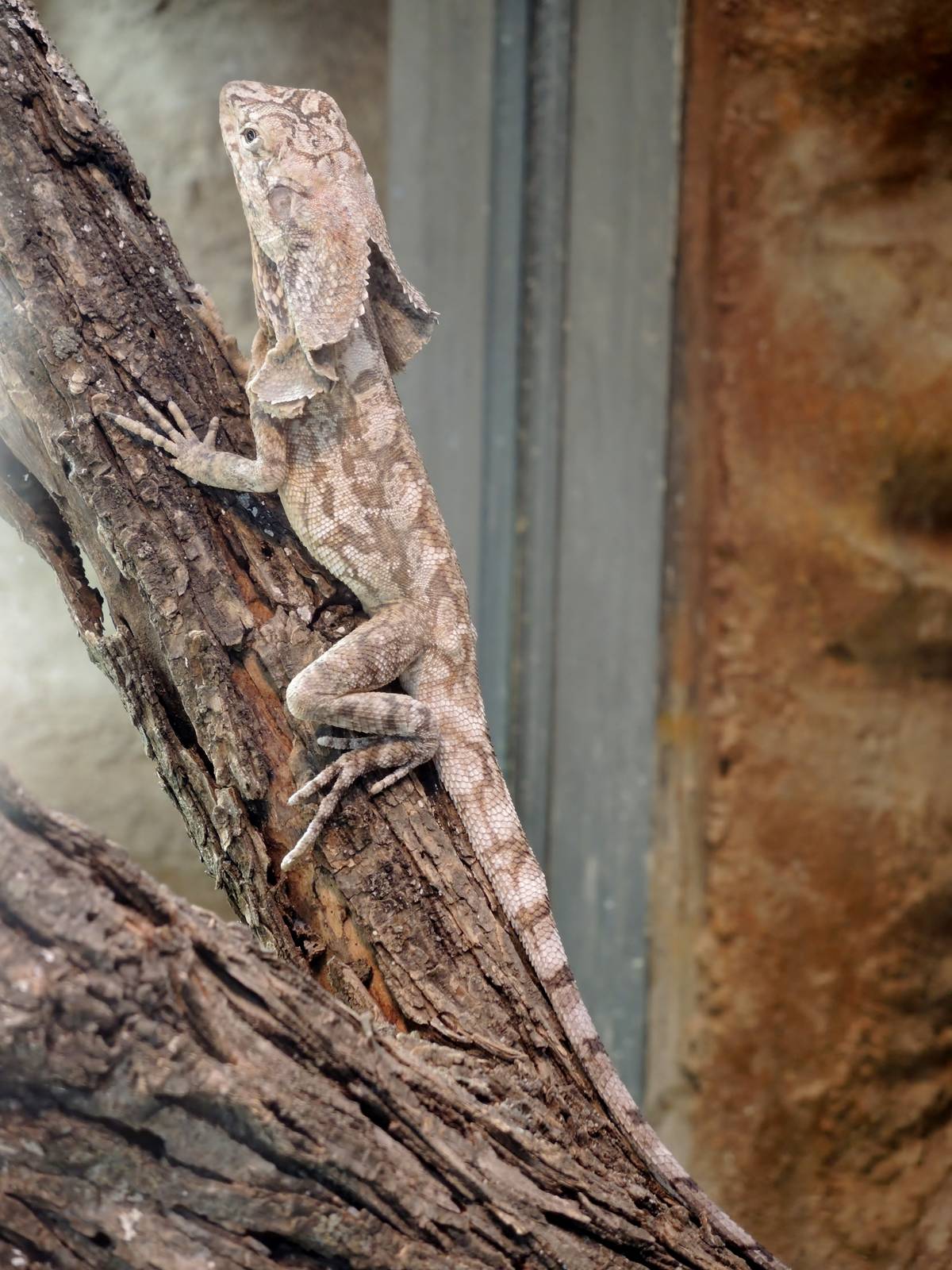 Wild Life Trek - Life in the Desert