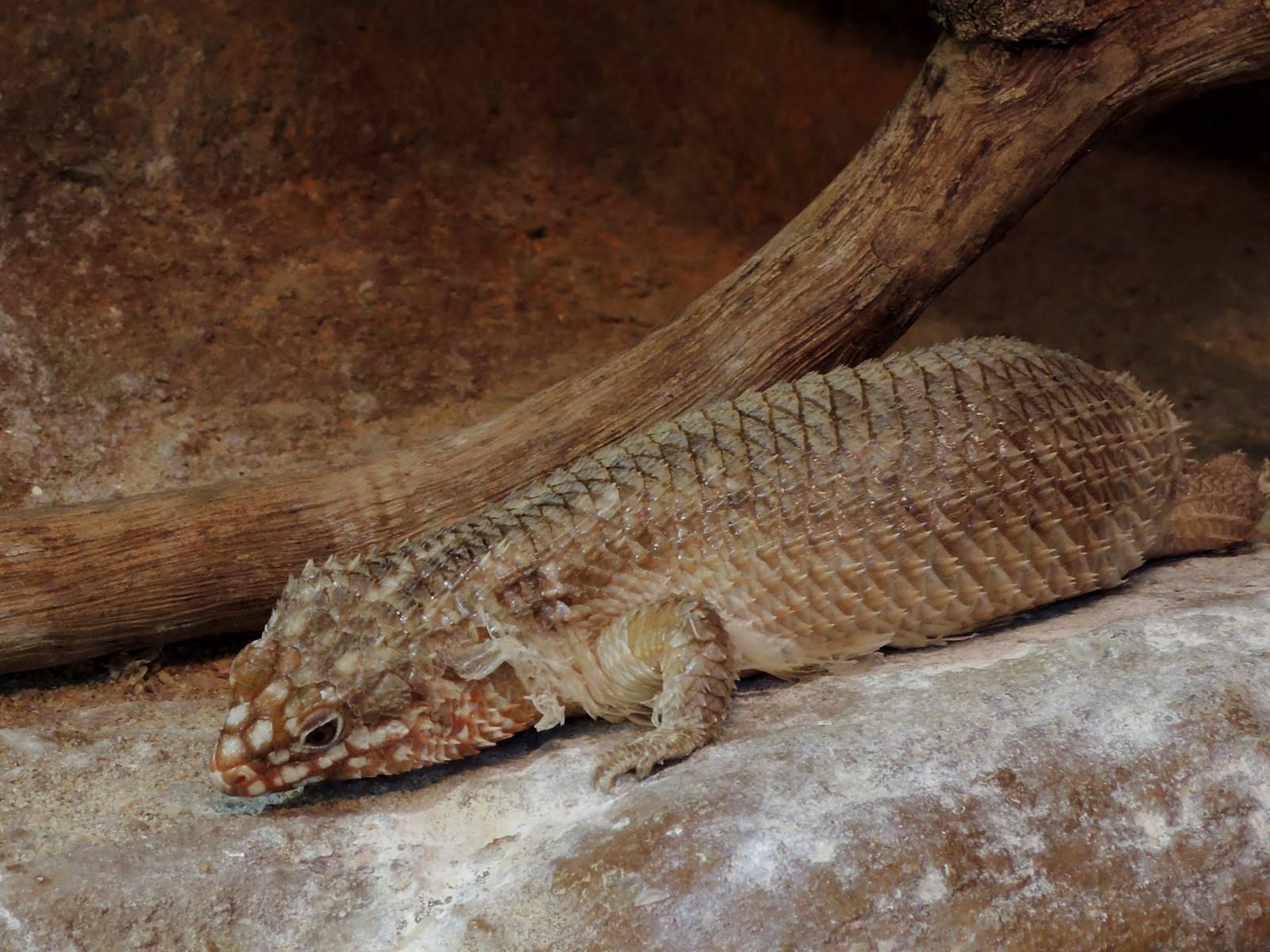 Wild Life Trek - Life in the Desert