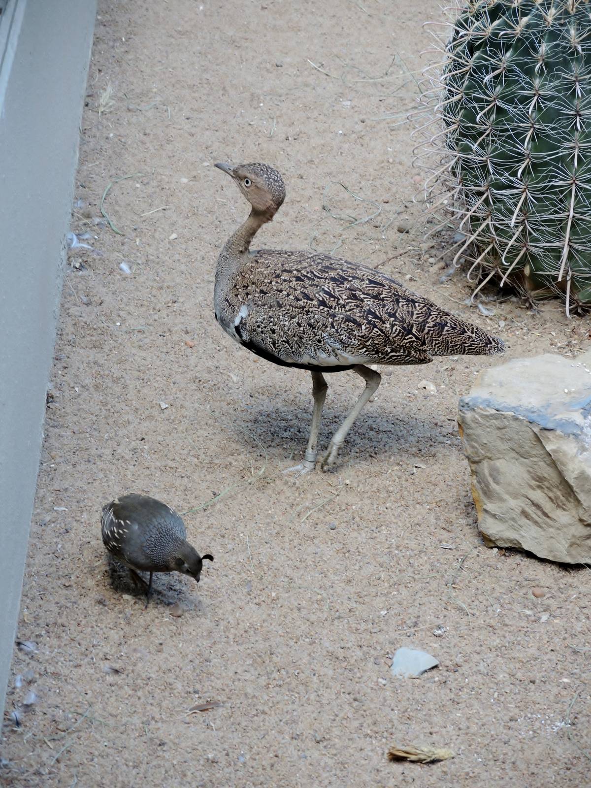 Wild Life Trek - Life in the Desert