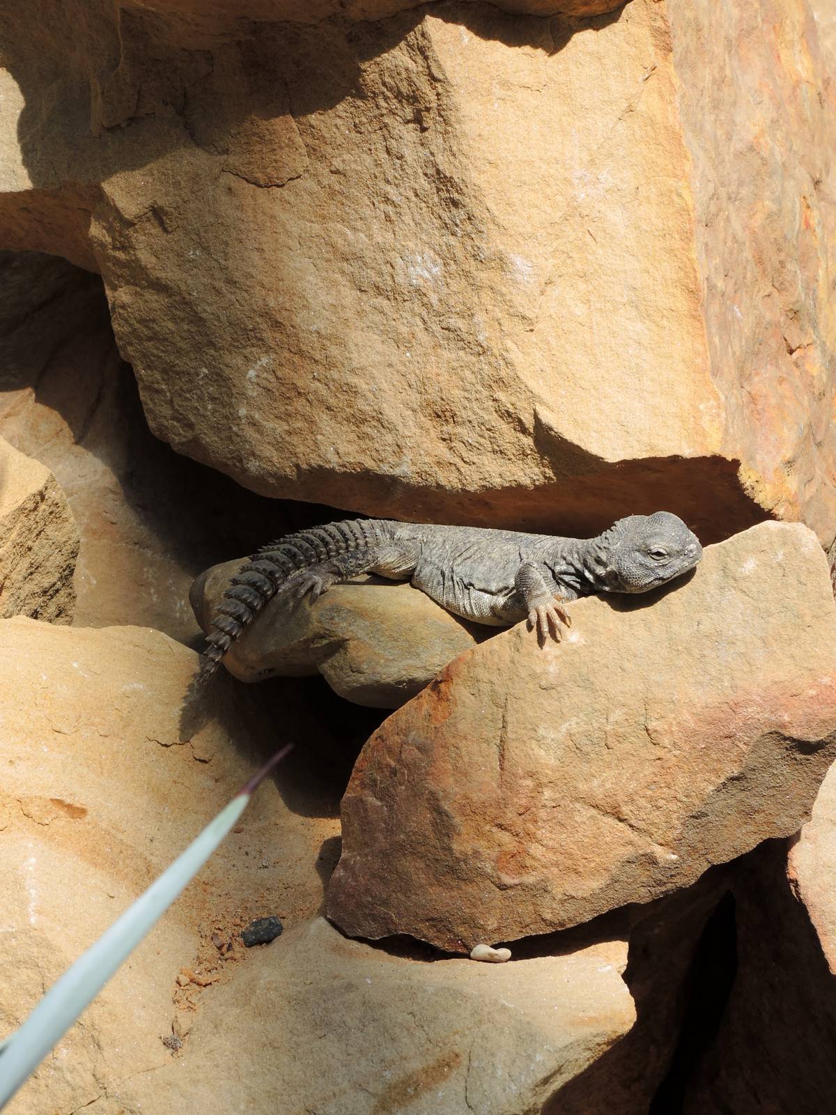 Wild Life Trek - Life in the Desert