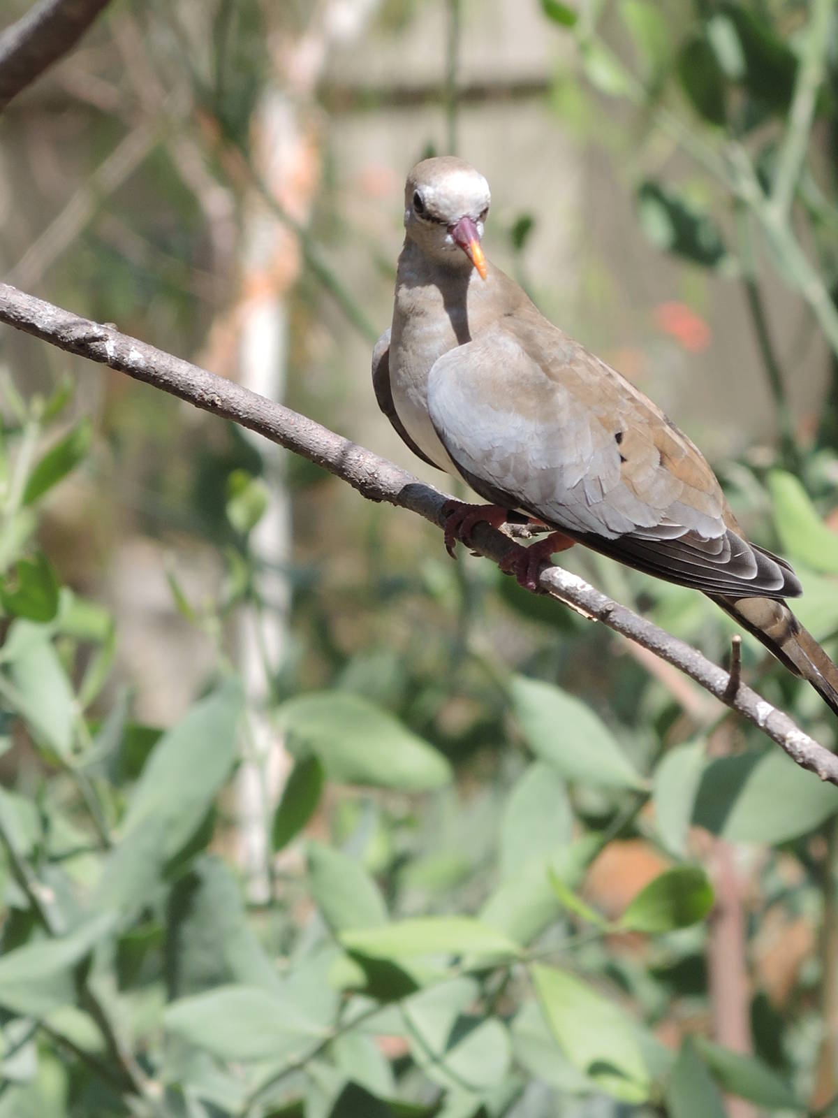 Wild Life Trek - Life in the Desert