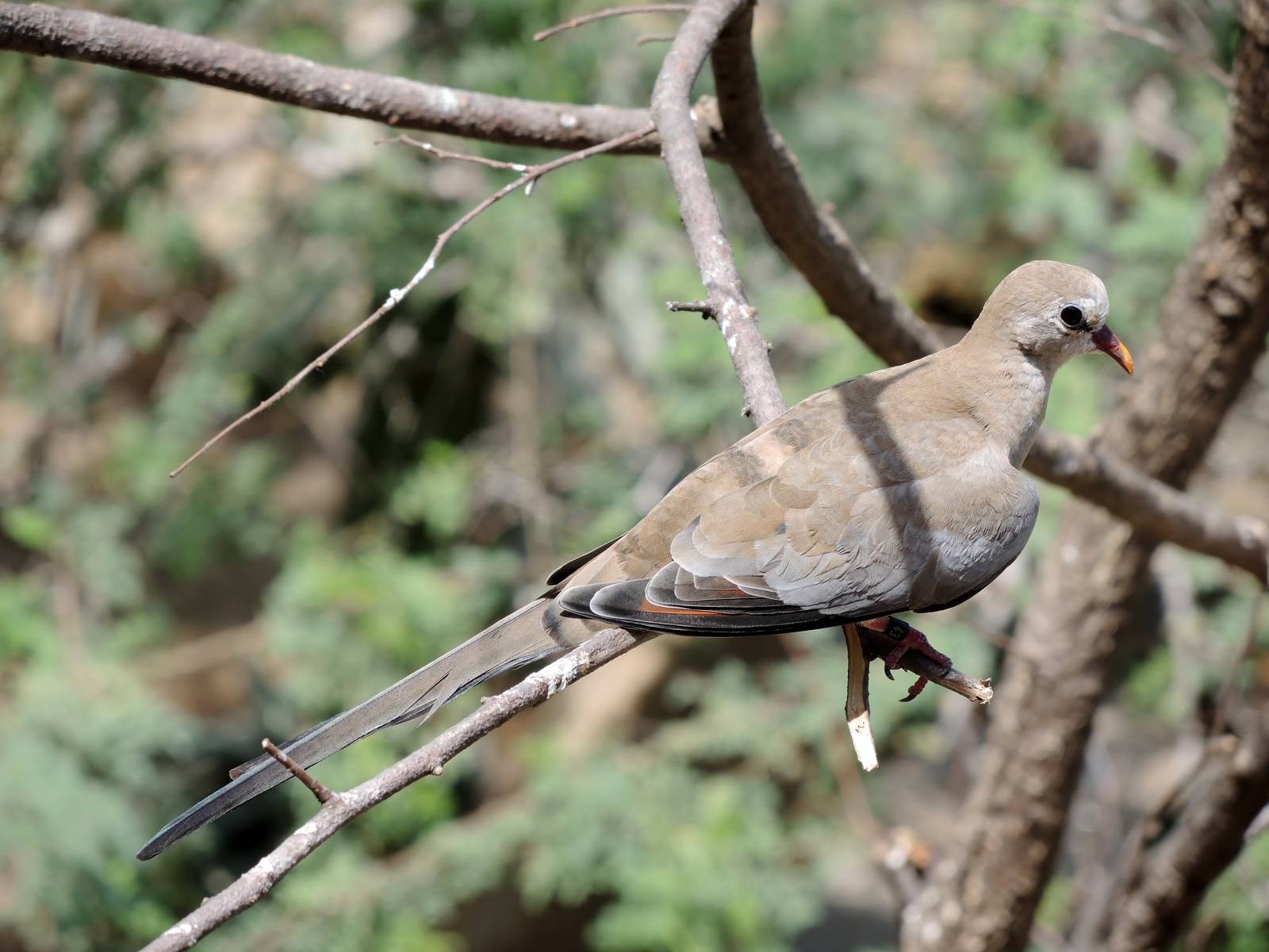 Wild Life Trek - Life in the Desert
