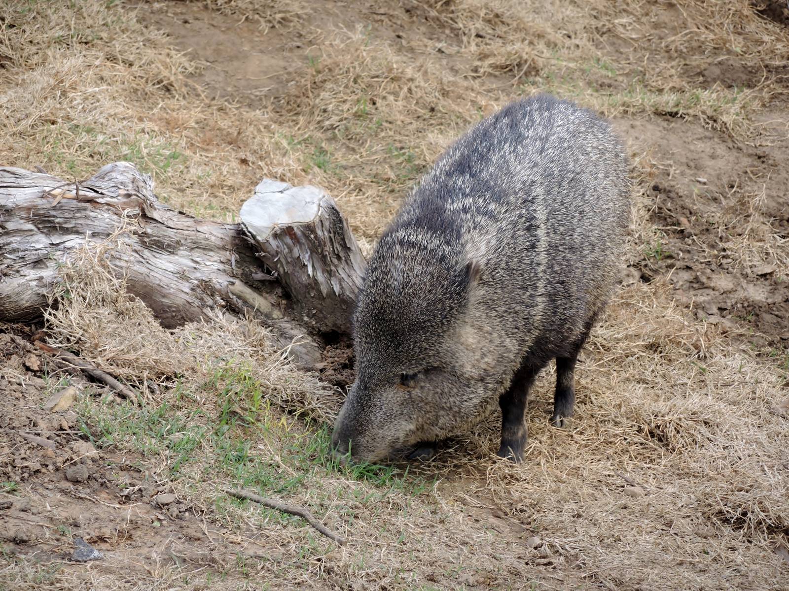 Wild Life Trek - Life in the Desert