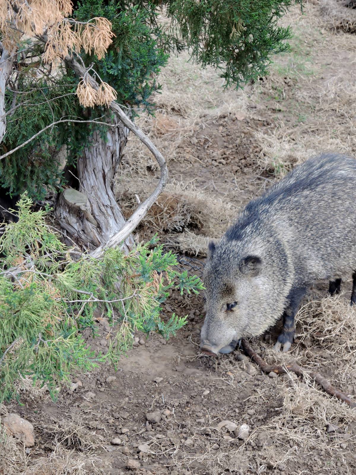 Wild Life Trek - Life in the Desert