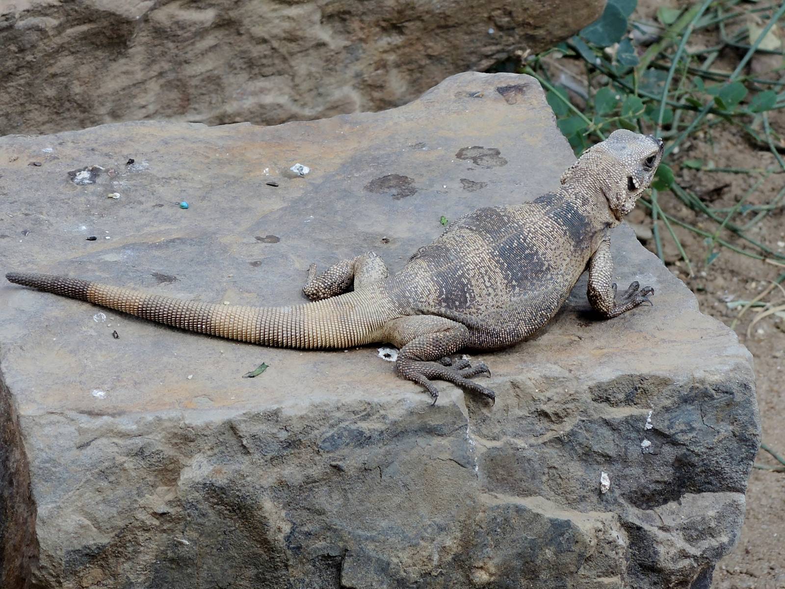 Wild Life Trek - Life in the Desert