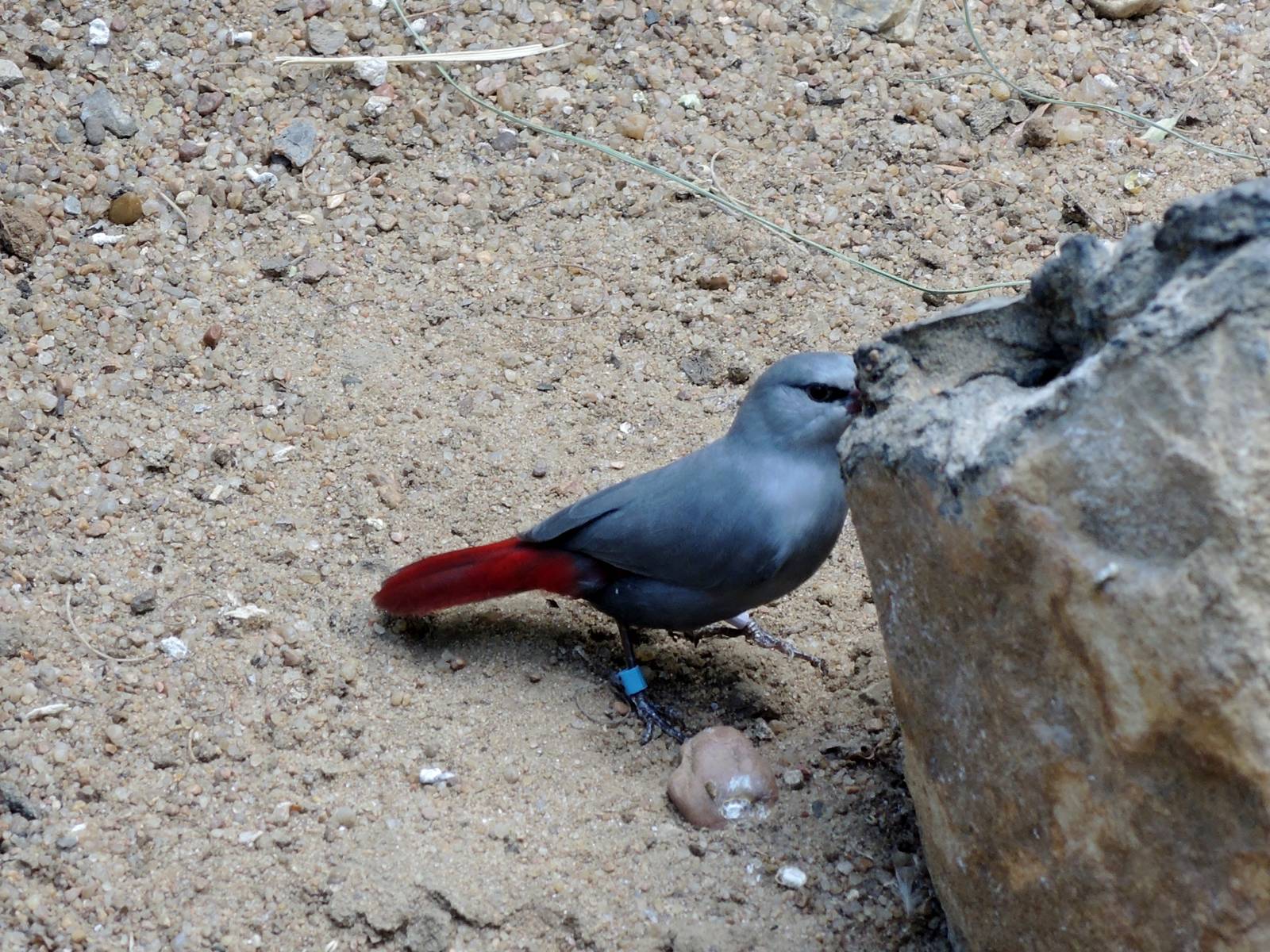 Wild Life Trek - Life in the Desert