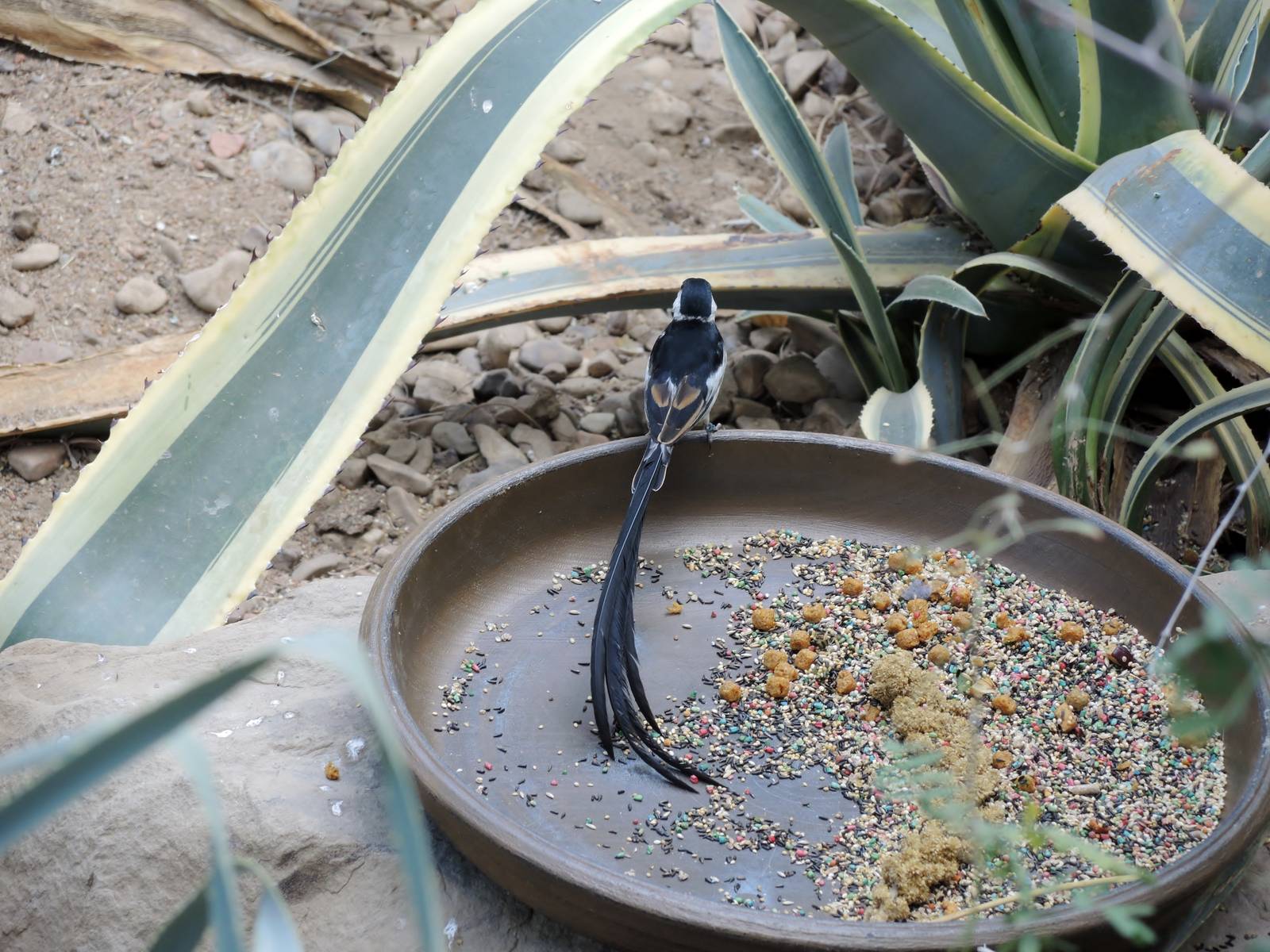 Wild Life Trek - Life in the Desert