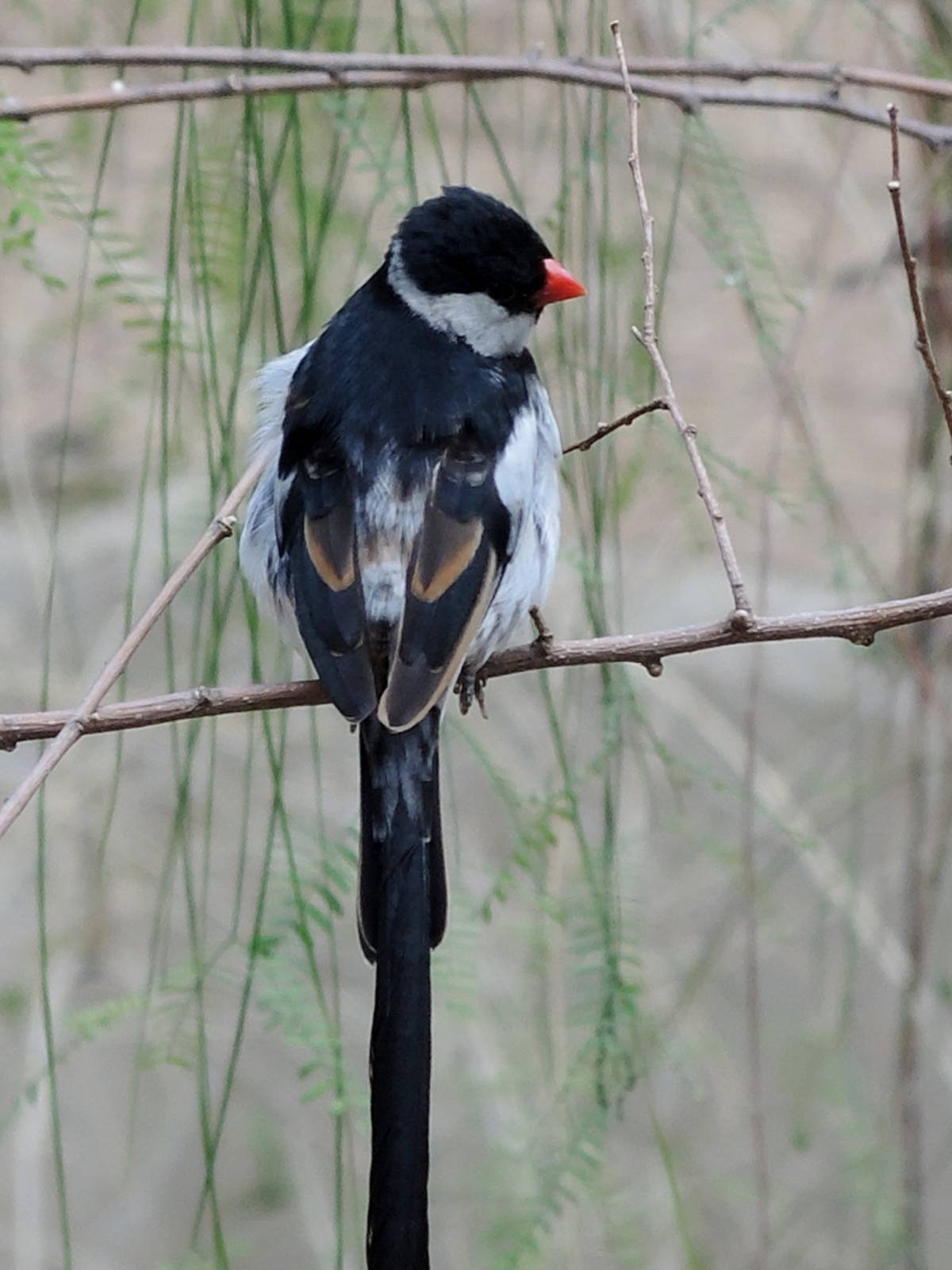 Wild Life Trek - Life in the Desert