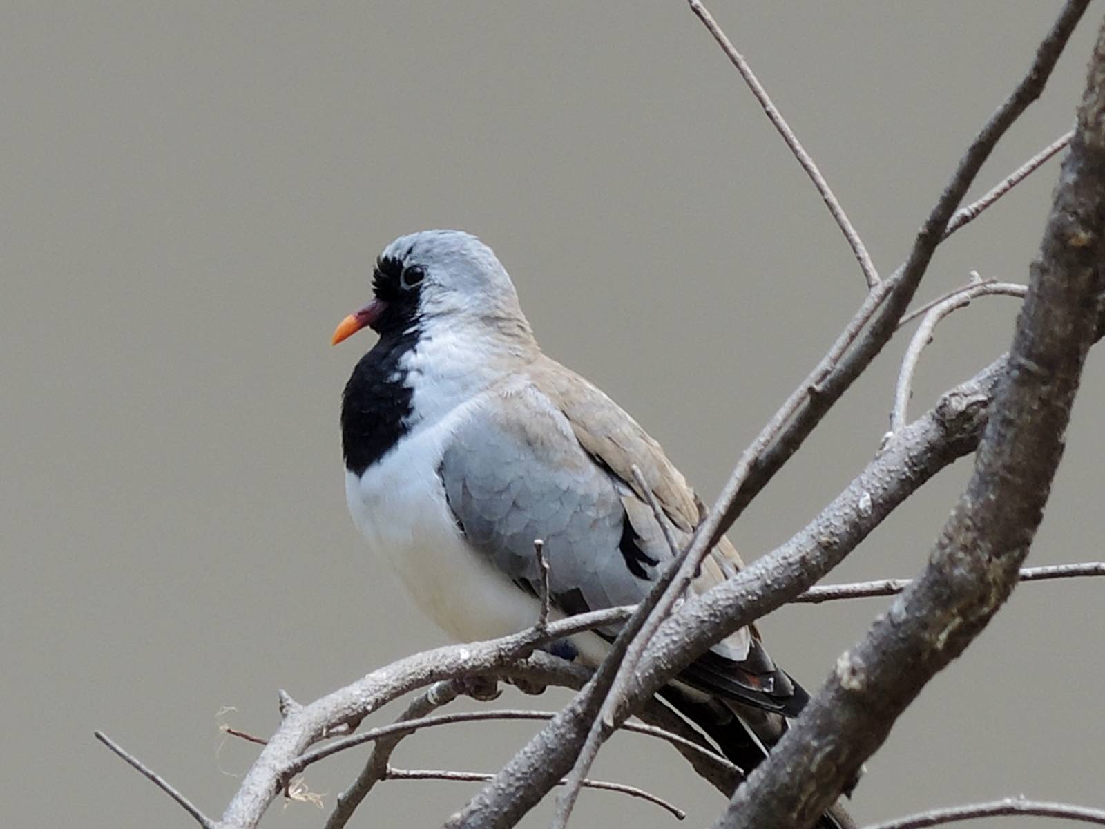 Wild Life Trek - Life in the Desert