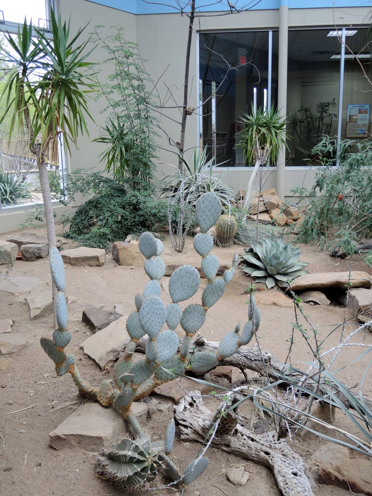 Wild Life Trek - Life in the Desert