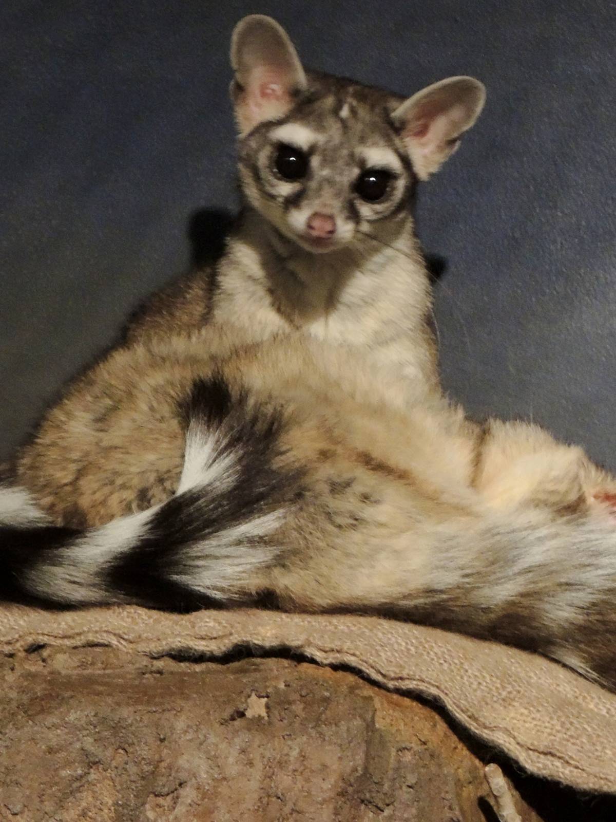 Wild Life Trek - Life in the Desert