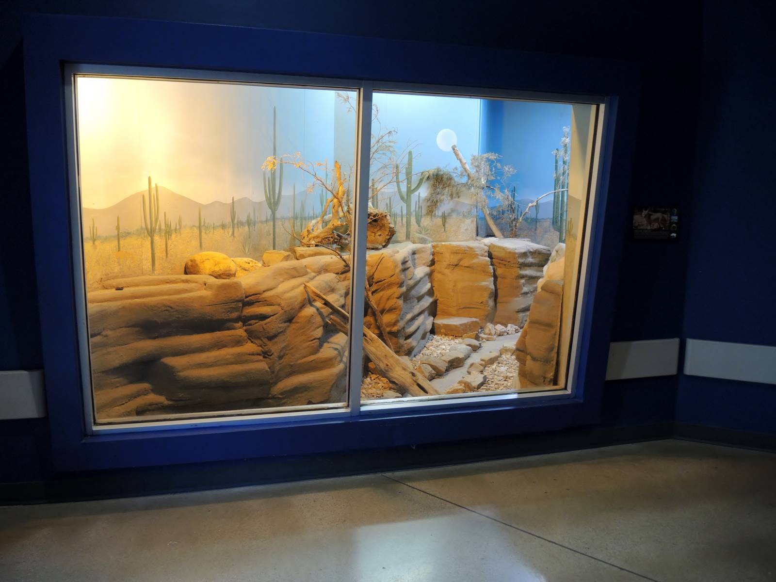 Wild Life Trek - Life in the Desert