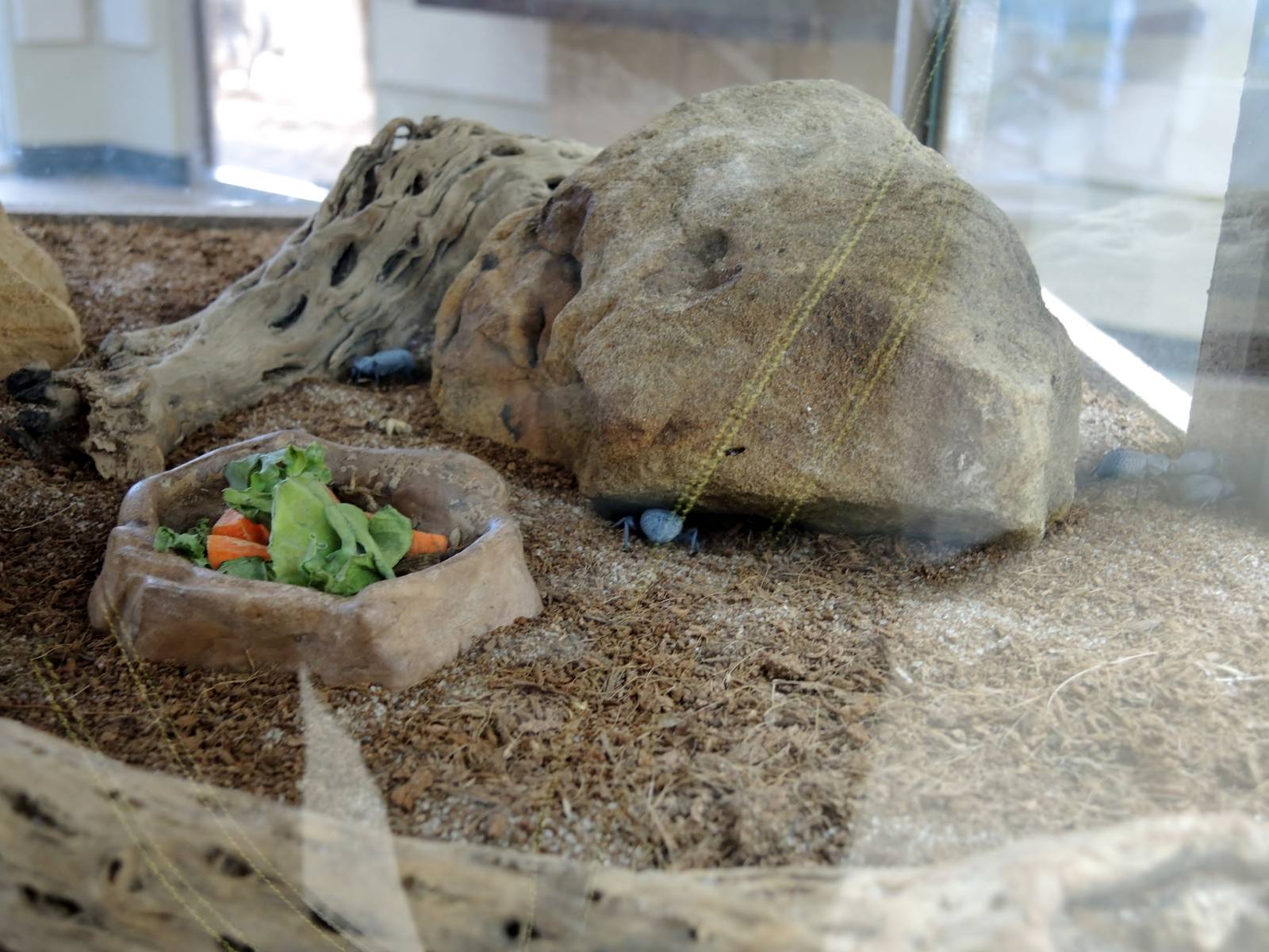 Wild Life Trek - Life in the Desert