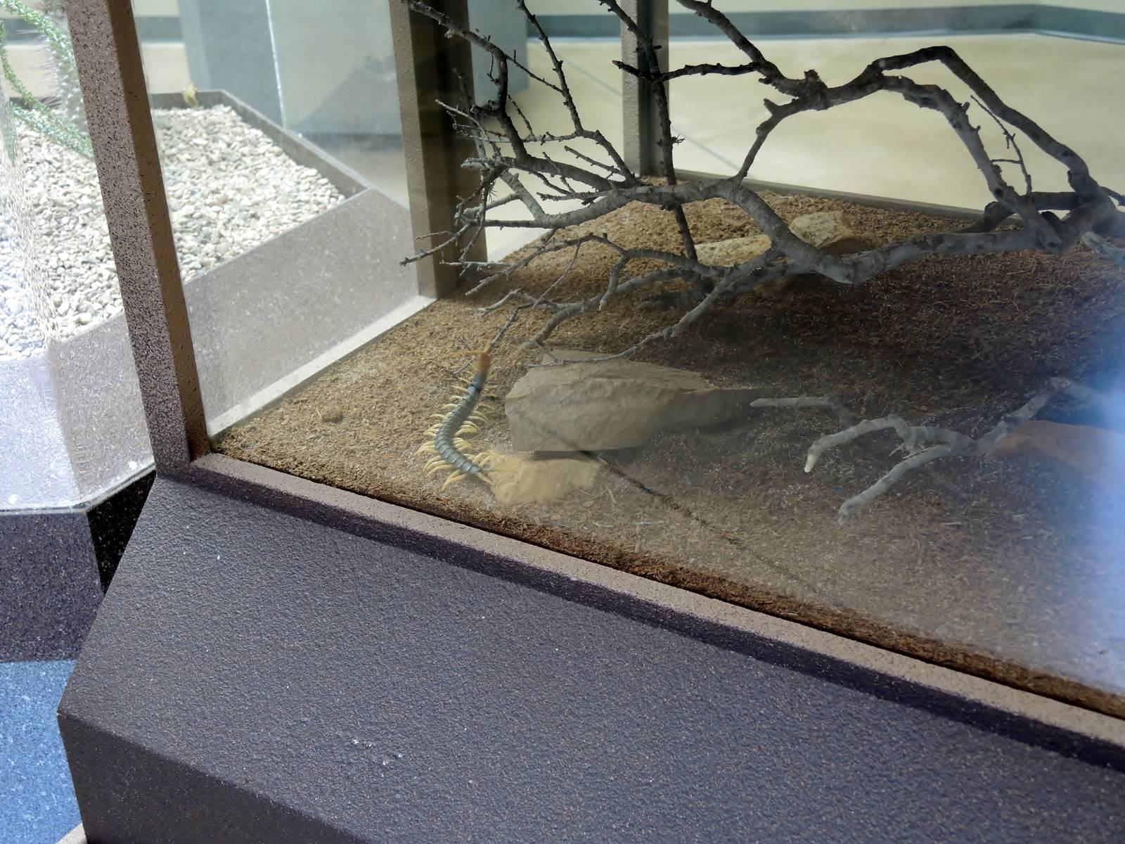 Wild Life Trek - Life in the Desert