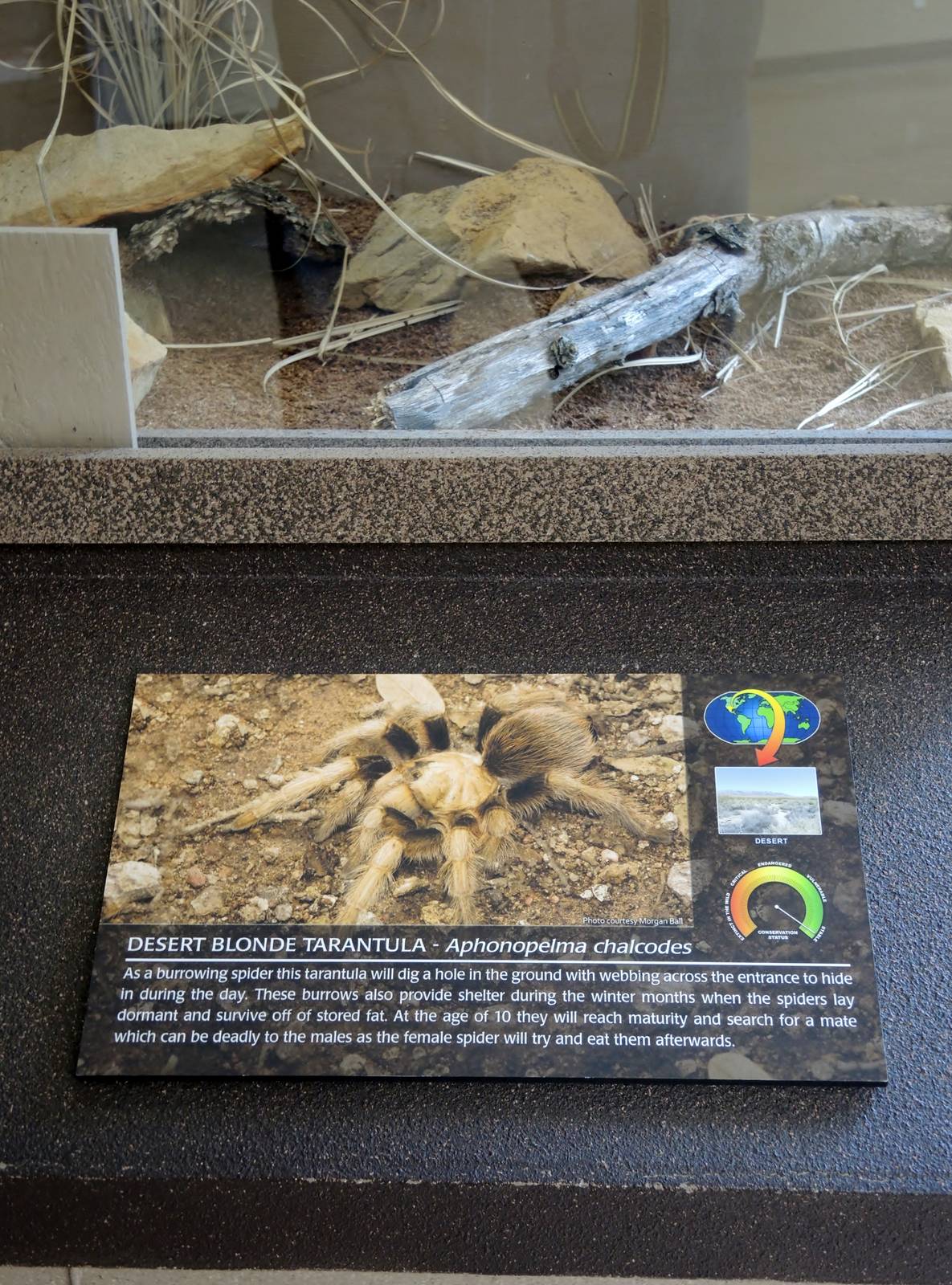 Wild Life Trek - Life in the Desert