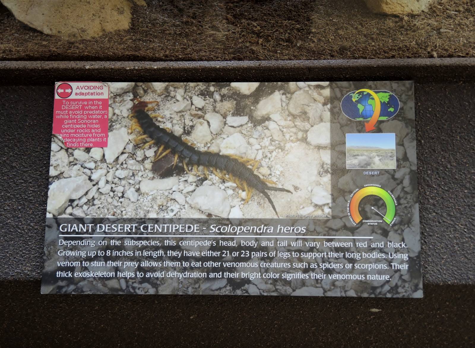 Wild Life Trek - Life in the Desert