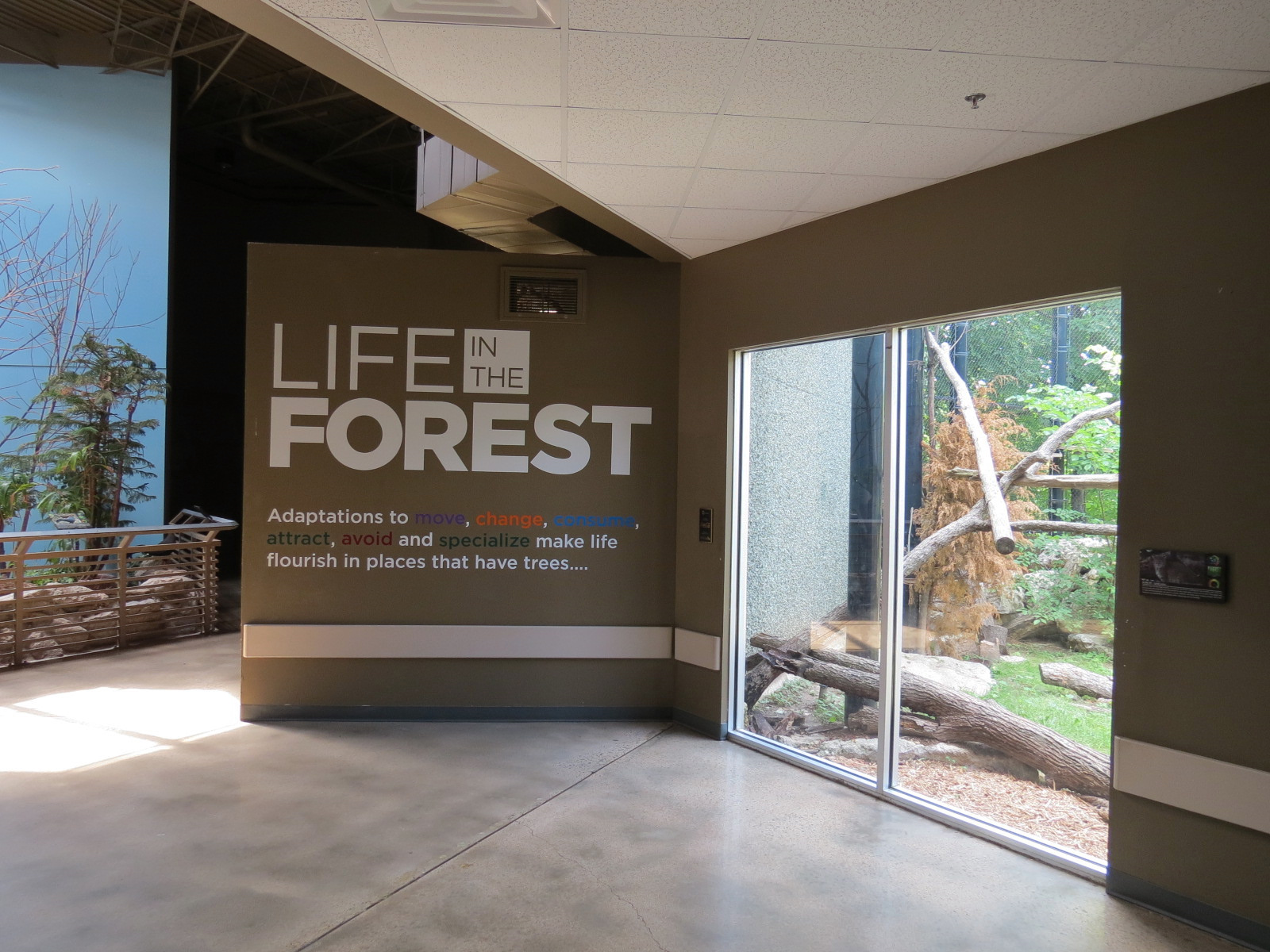 Wild Life Trek - Life In The Forest - Bobcat Exhibit Viewing Area
