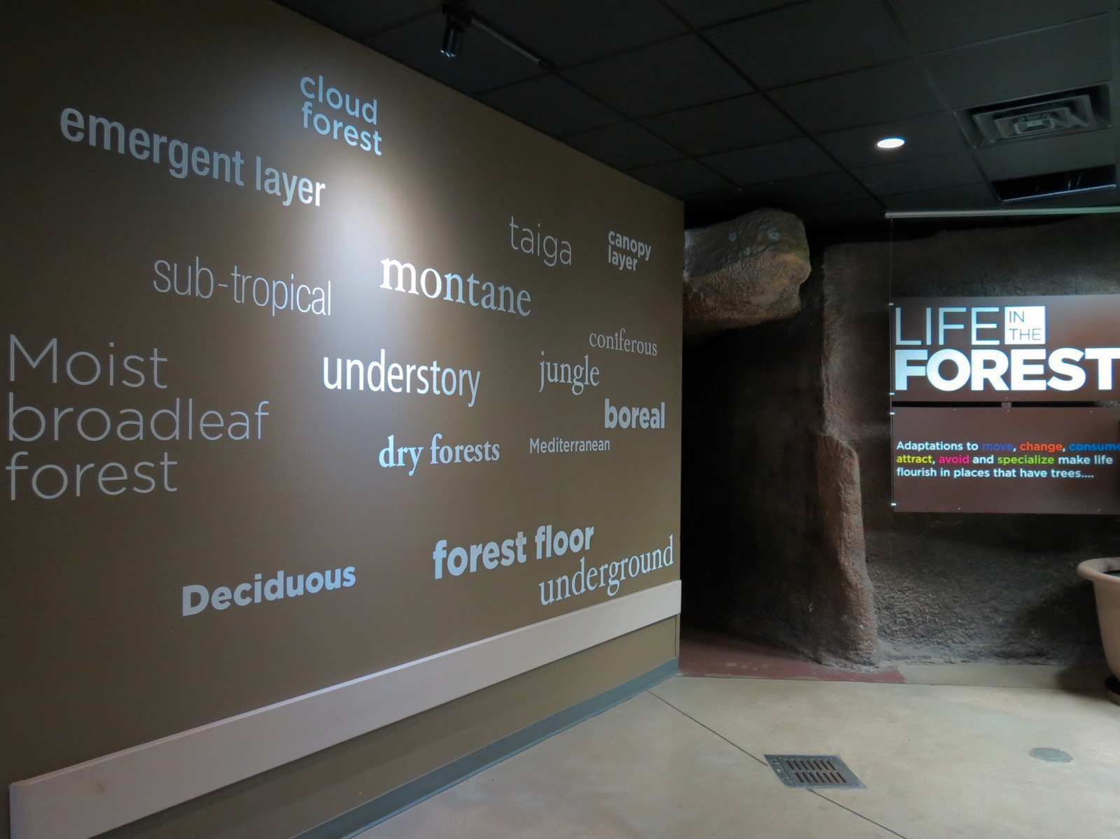 Wild Life Trek - Life in the Forest - Cave Exhibit Entrance