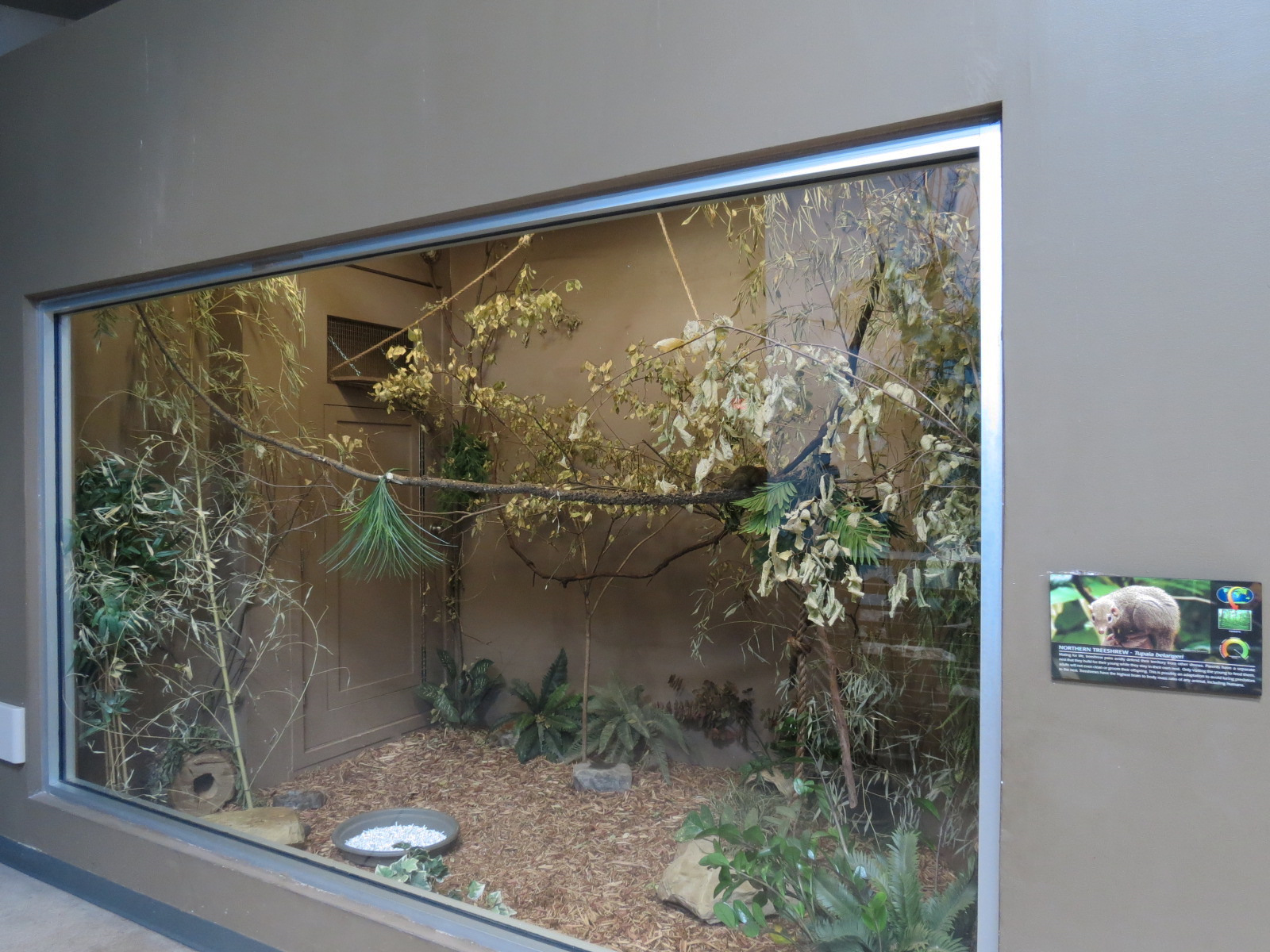 Wild Life Trek - Life In The Forest - Northern Treeshrew Exhibit