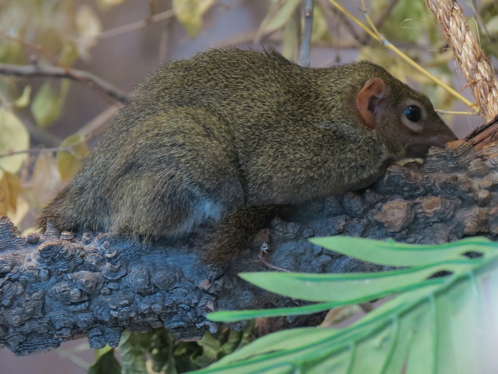 Wild Life Trek - Life In The Forest - Northern Treeshrew Exhibit