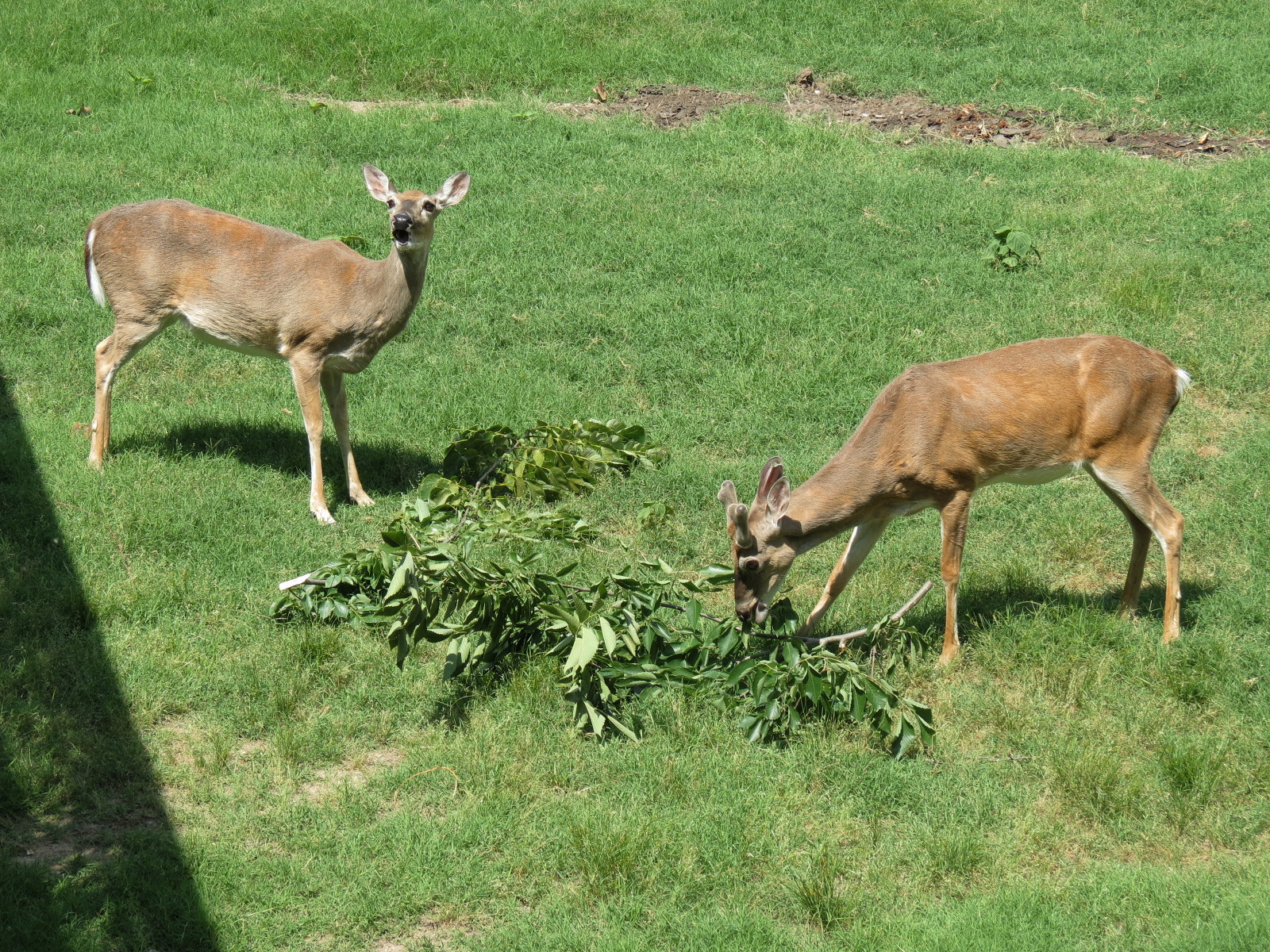 Wild Life Trek - Life in the Forest - White-tailed Deer Exhibit