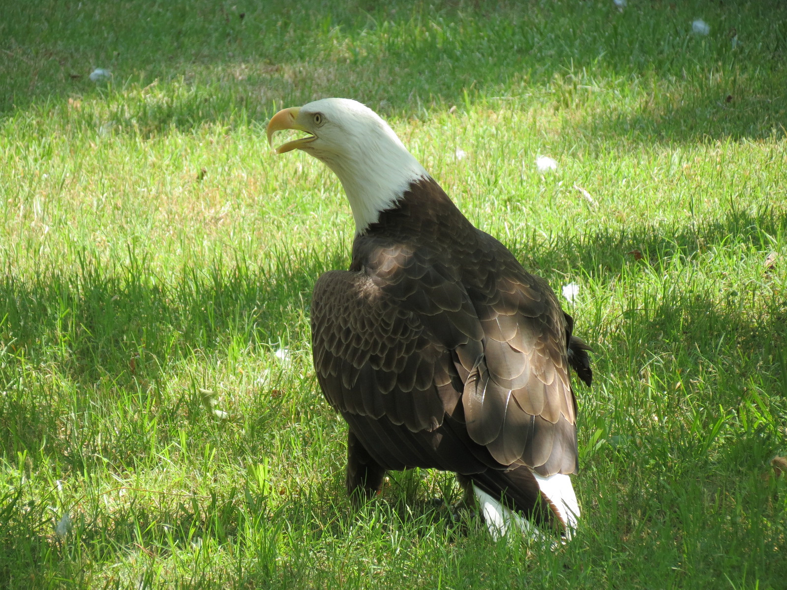 Wild Life Trek - Life In The Water - Bald Eagle Exhibit