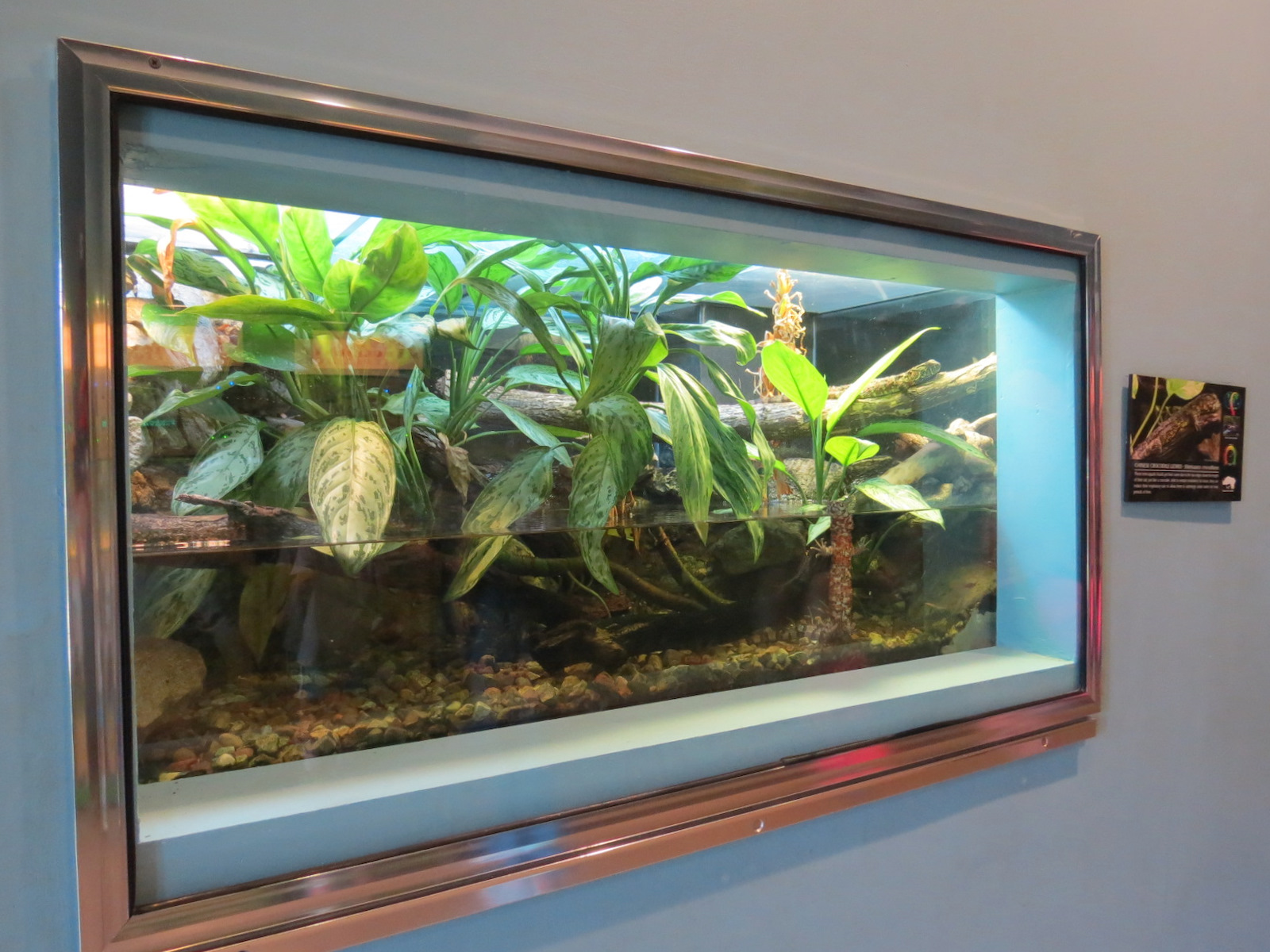 Wild Life Trek - Life in the Water - Chinese Crocodile Lizard Exhibit