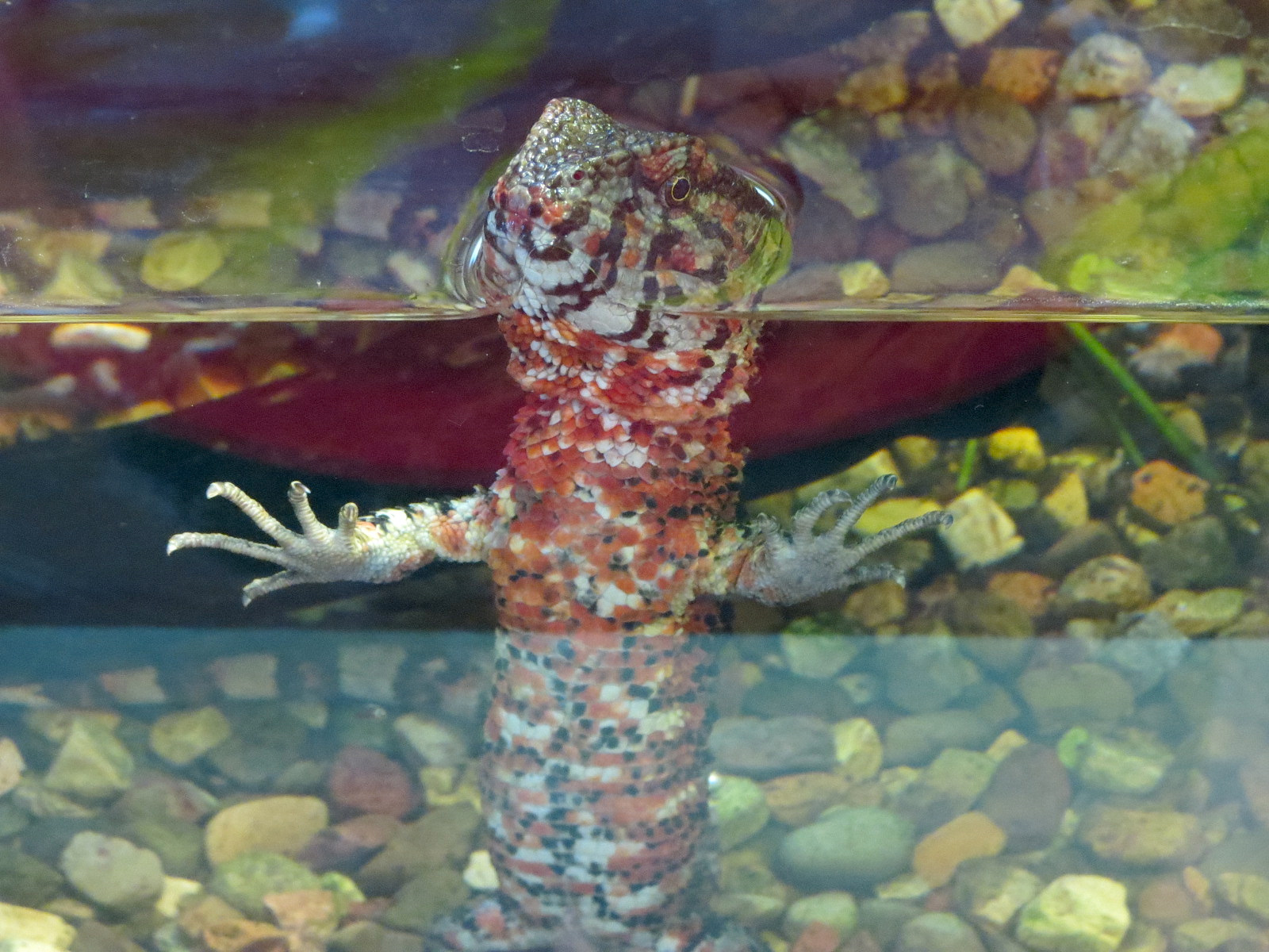 Wild Life Trek - Life in the Water - Chinese Crocodile Lizard Exhibit