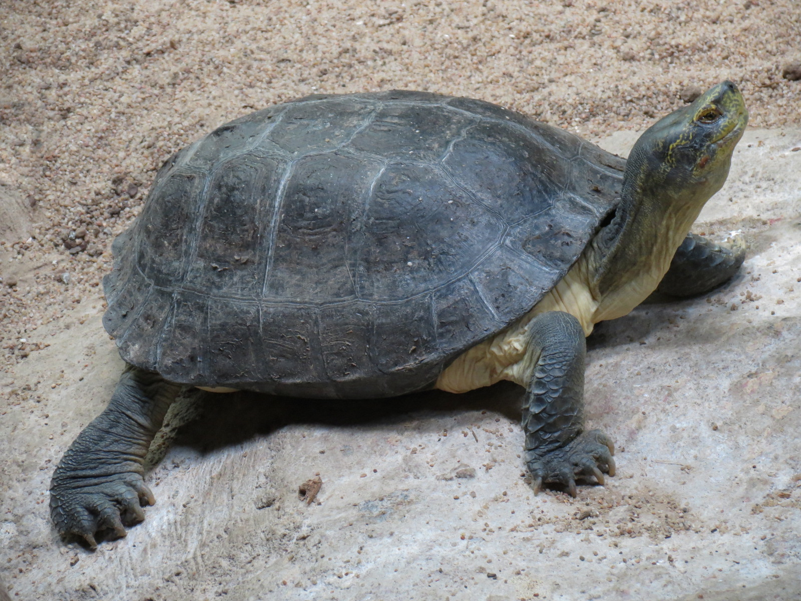 Wild Life Trek - Life in the Water - Walk-through Aviary Room - Yellow-headed Temple Turtle