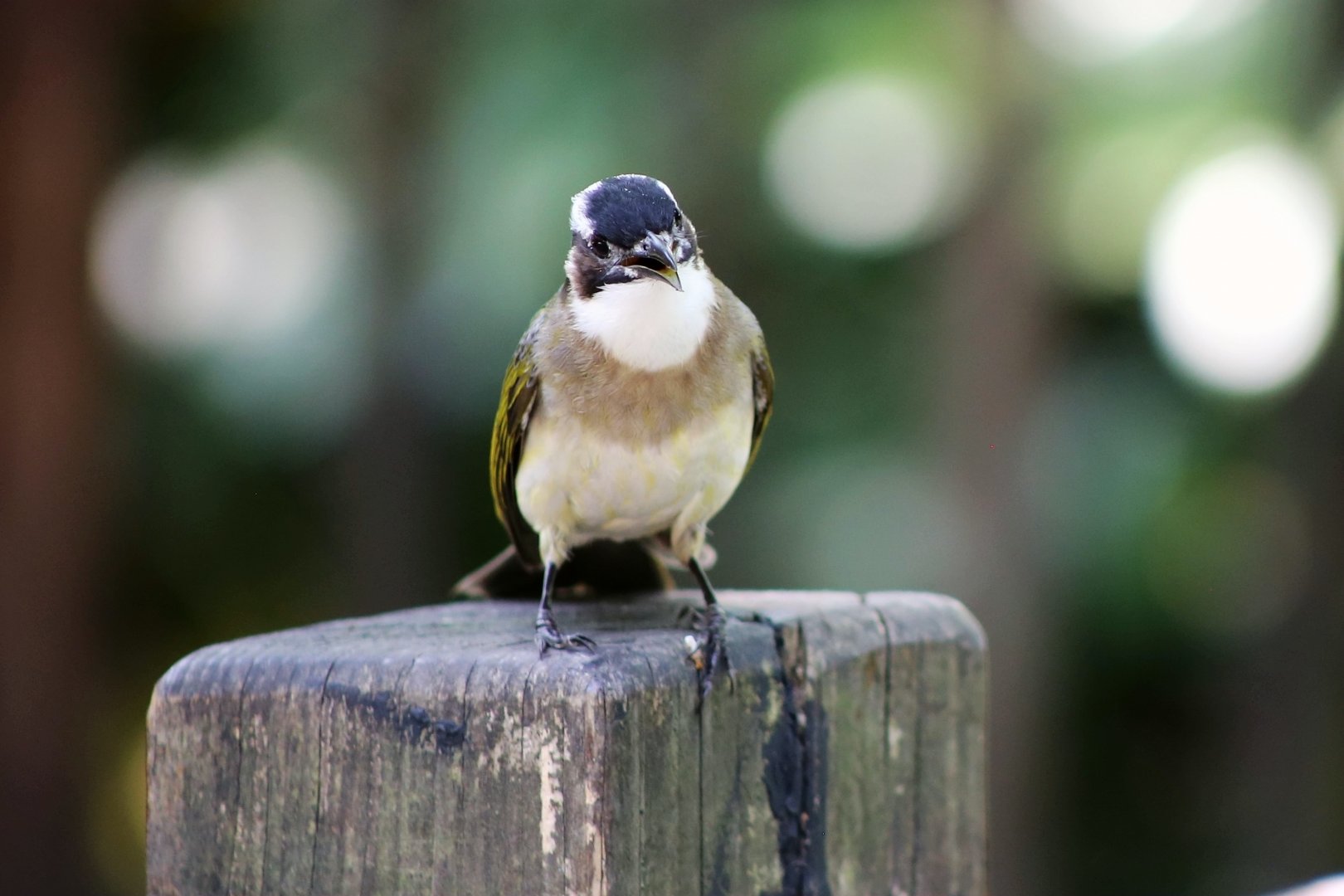 Wild Light-vented Bulbul (Pycnonotus sinensis)