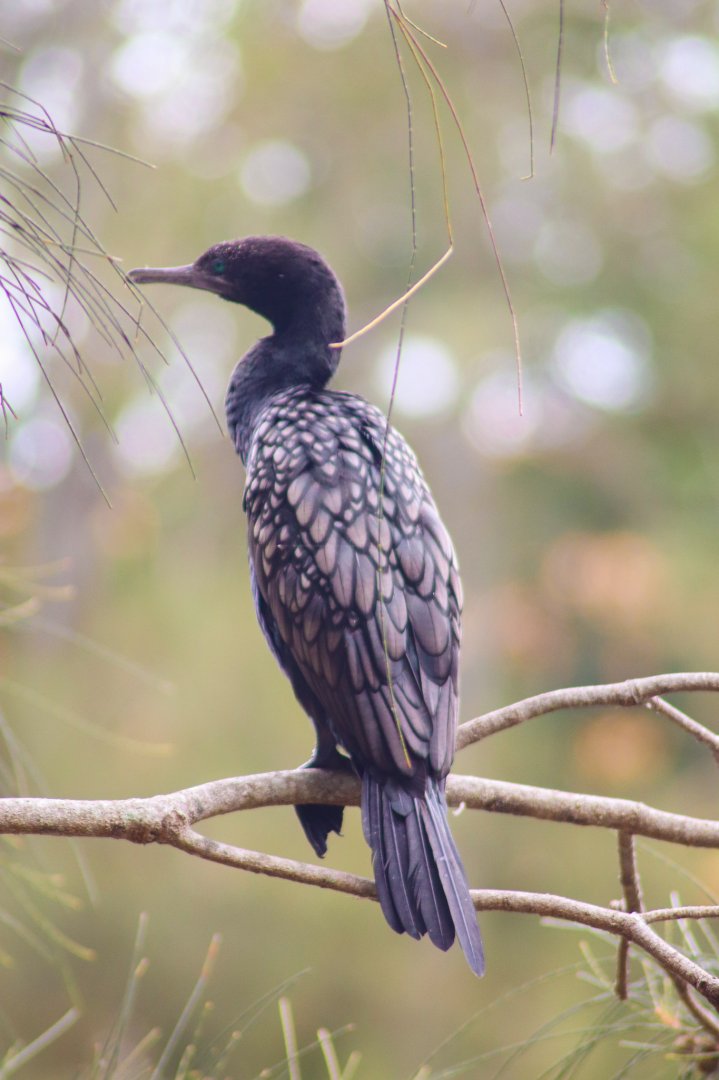 Wild Little Black Cormorant (Phalacrocorax sulcirostris)