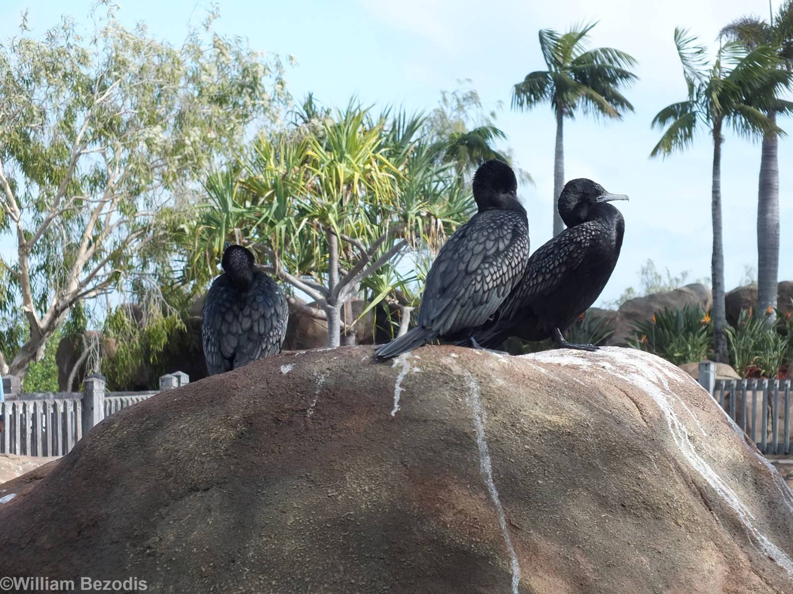 Wild Little Black Cormorants