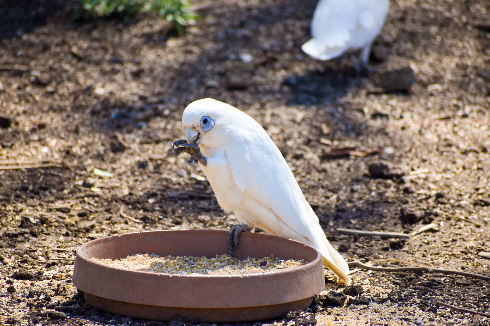 Wild - Little Corella (Cacatua sanguinea)