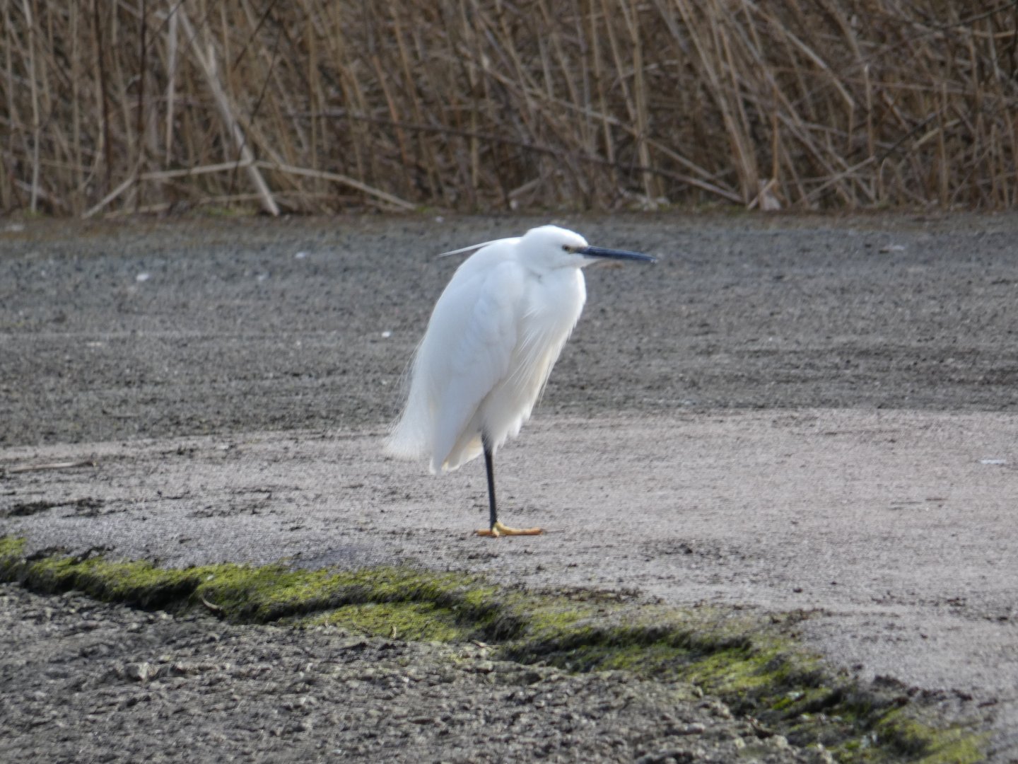 Wild Little egret