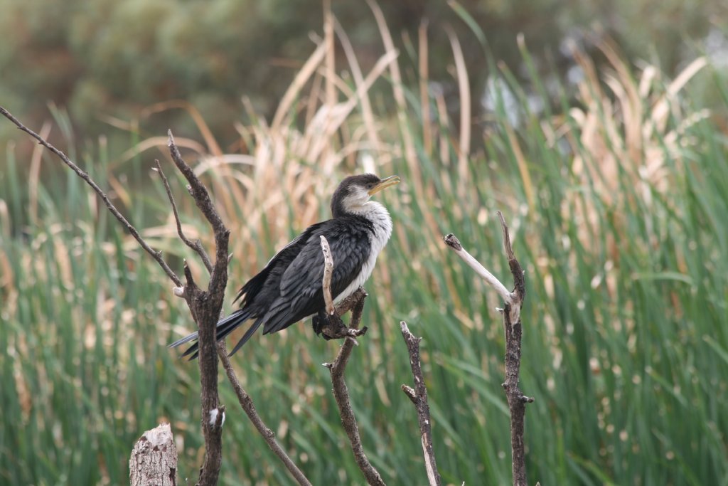 wild Little Pied Cormorant, immature