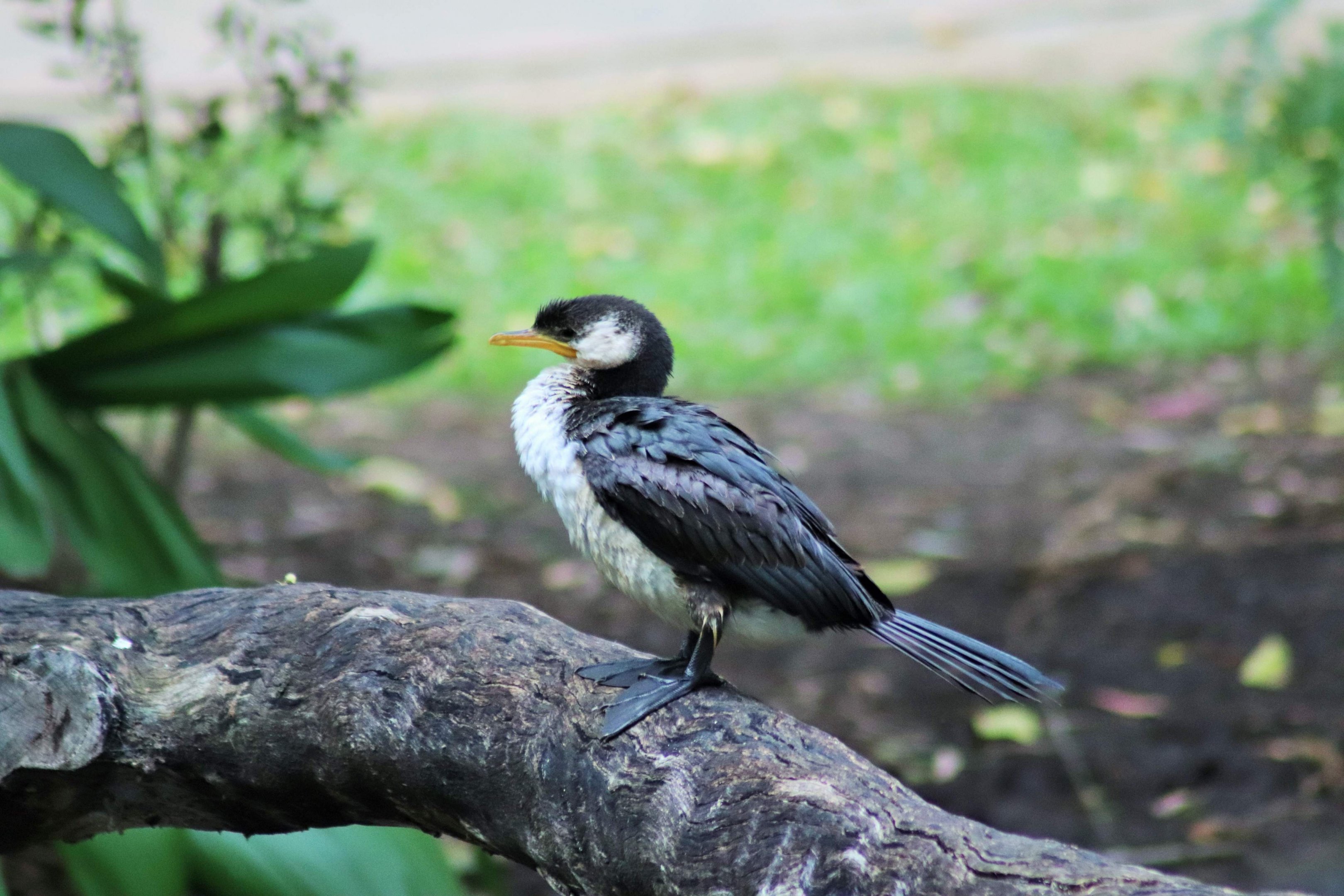 Wild Little Pied Cormorant (Microcarbo melanoleucos)