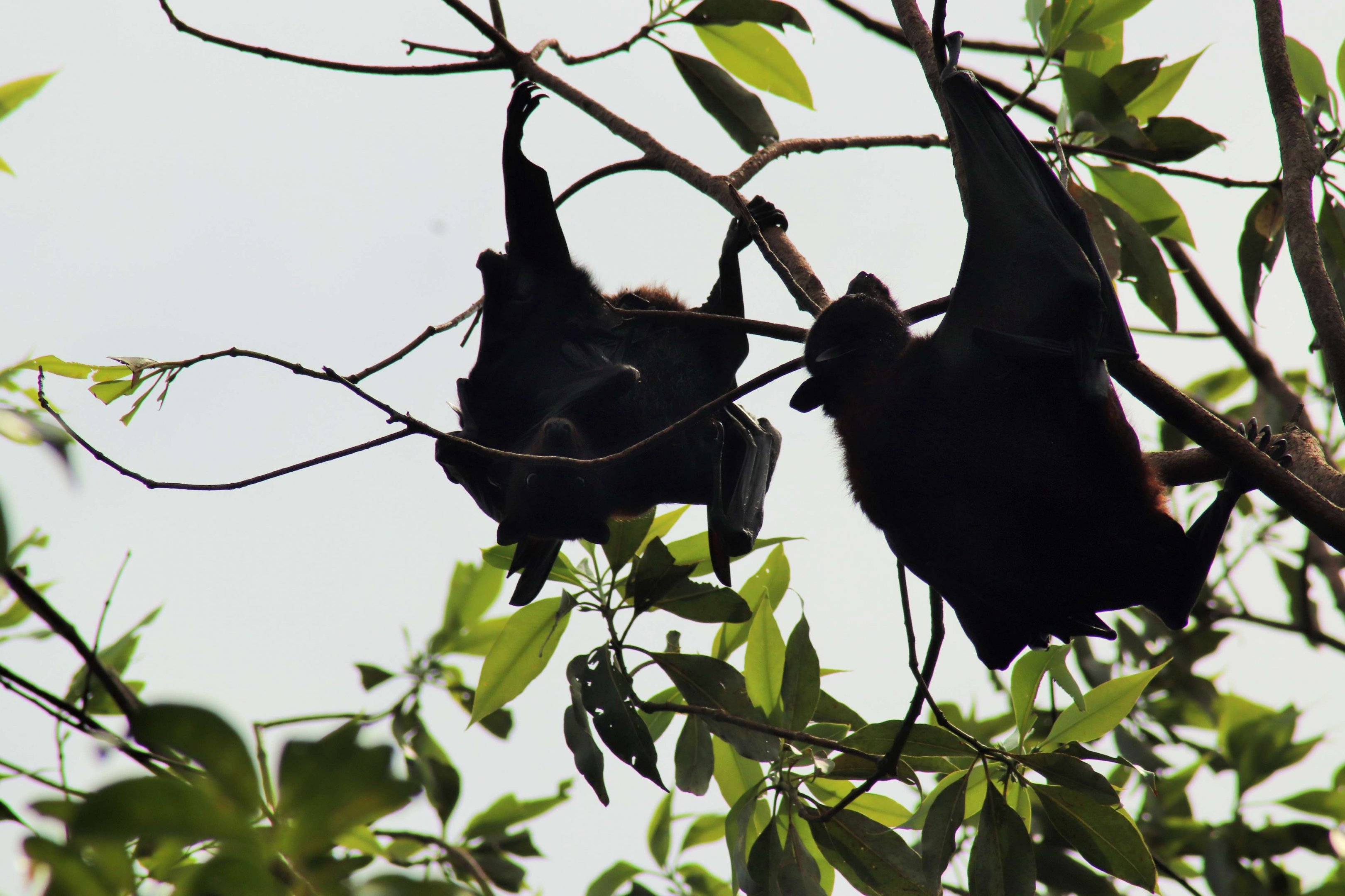 Wild Little Red Flying-fox (Pteropus scapulatus)