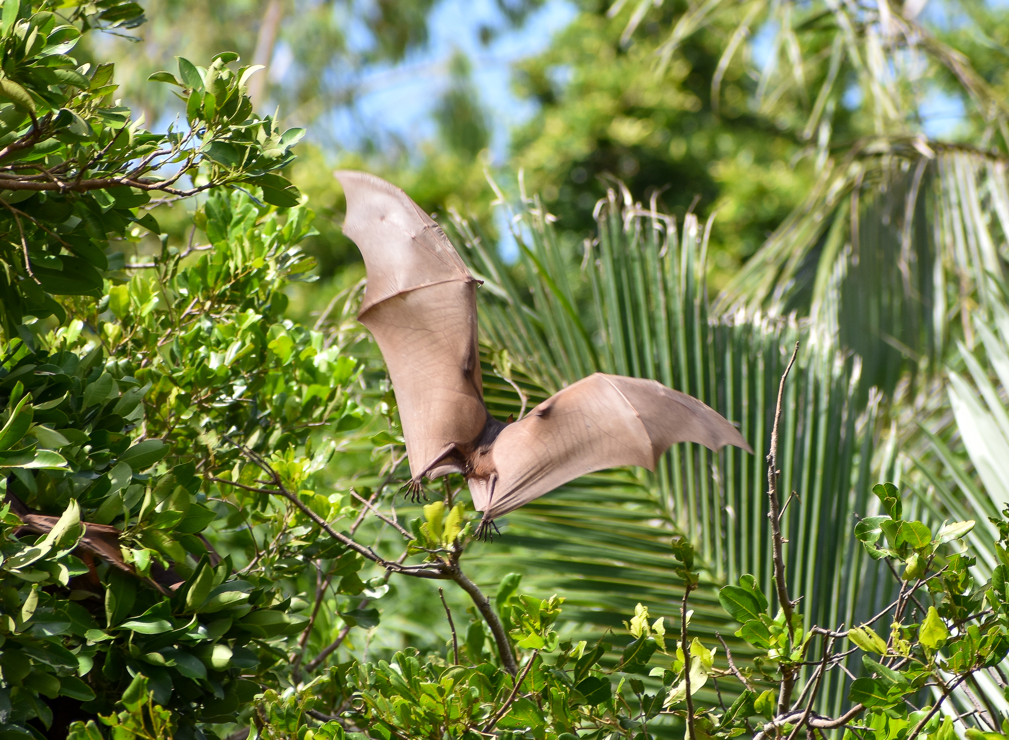 wild - Little Red Flying Fox (Pteropus scapulatus)