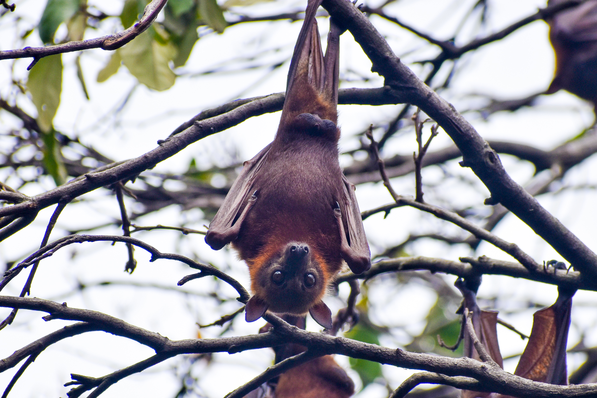 wild - Little Red Flying Fox