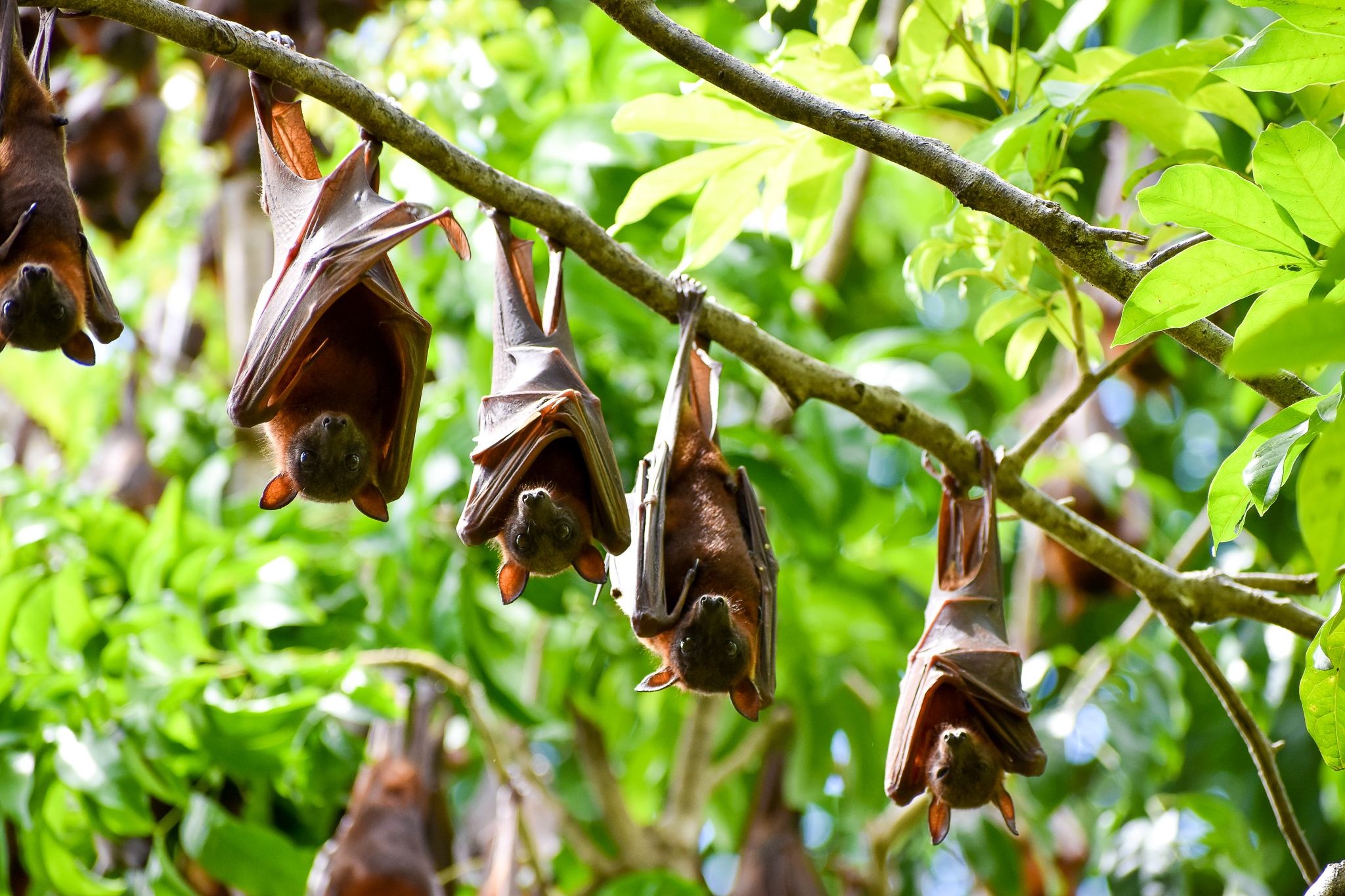 wild - Little Red Flying Foxes (Pteropus scapulatus)