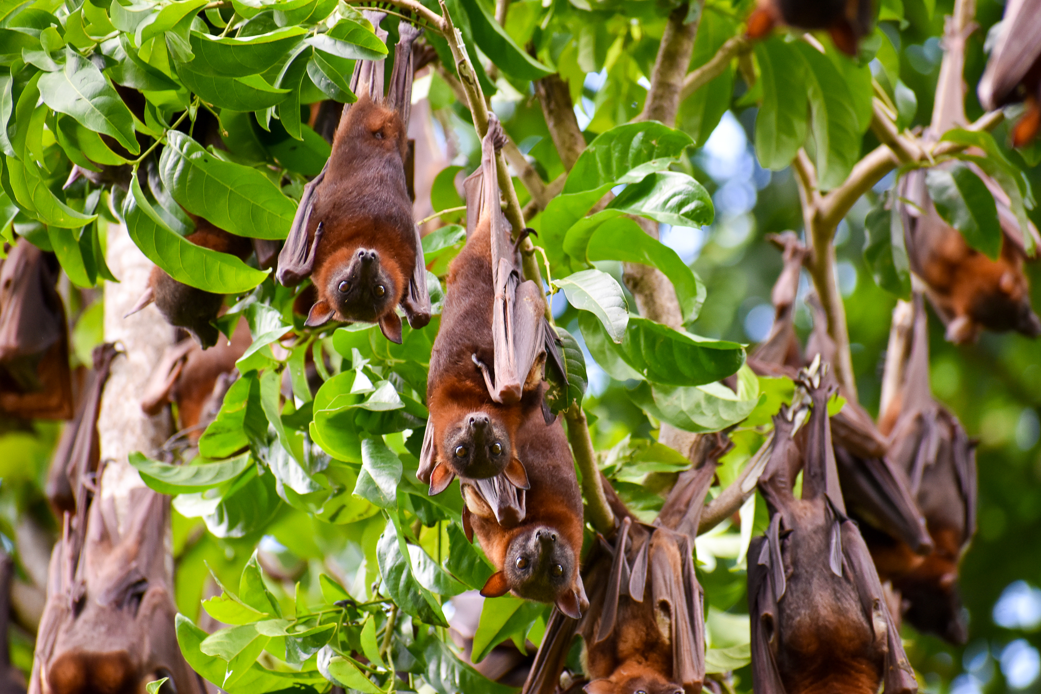wild - Little Red Flying Foxes (Pteropus scapulatus)