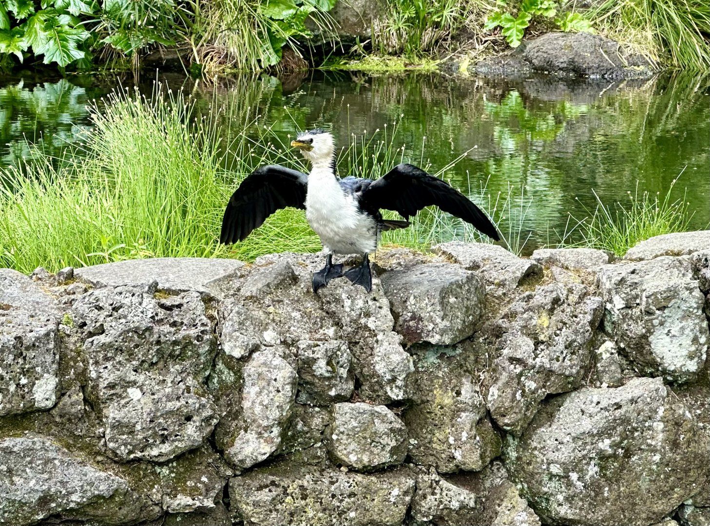 Wild Little Shag