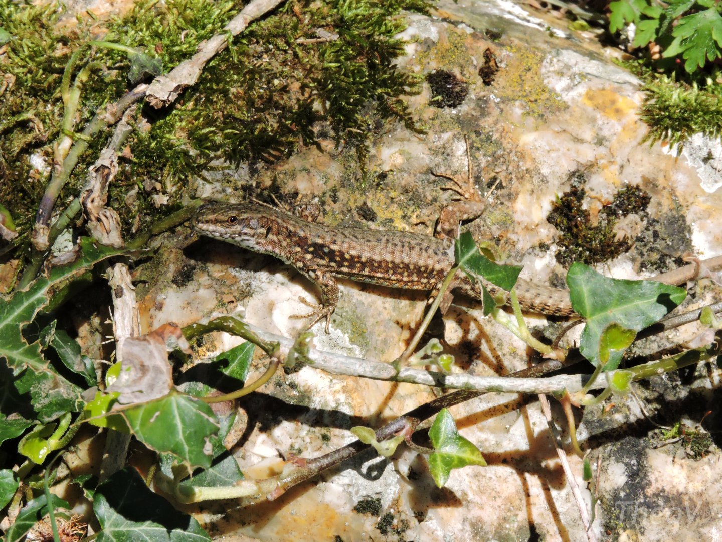 Wild lizard [2015]