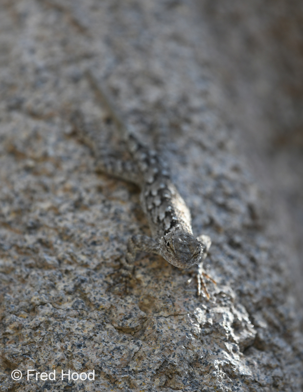 wild lizard in LIfe On The Rocks