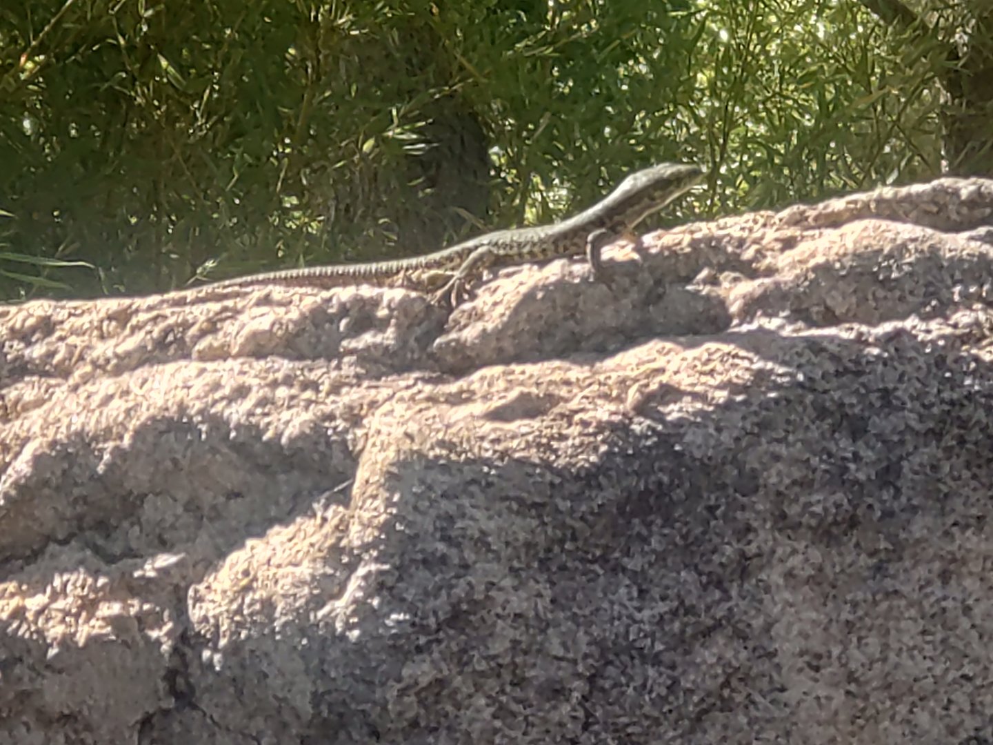 Wild lizard in Tasmanian Devil exhibit