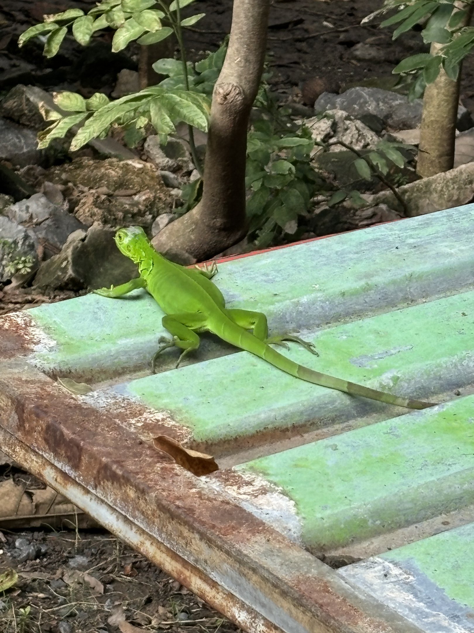 Wild Lizard - Lopburi Zoo